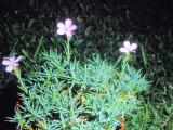 rrcPICT01496indexdianthuserinaceusfoord