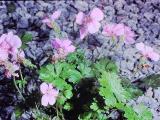rrcPICT01501indexdiasciabarberae0790foord