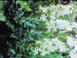 rrcPICT01514indexdictamnusalbus0791foord