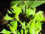 rrcPICT01515indexdictamnusalbus260697foord