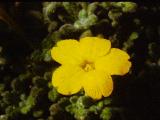 rrcPICT01576indexdionysiaaretioidesapr75foord