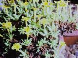rrcPICT01601indexdionysiaoreodoxa19469atwisleyfoord