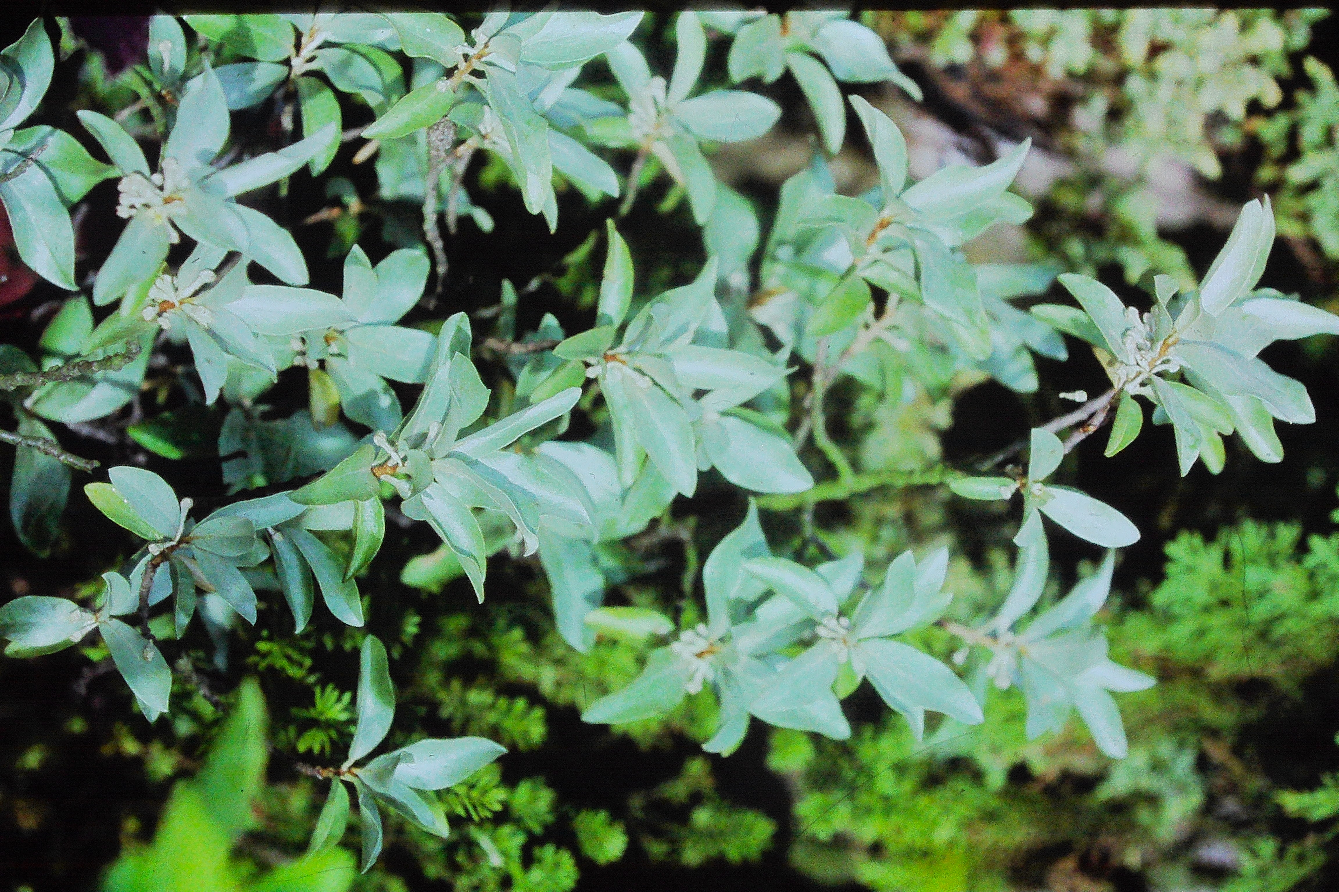 eleagnusargentia0690PICT01704a