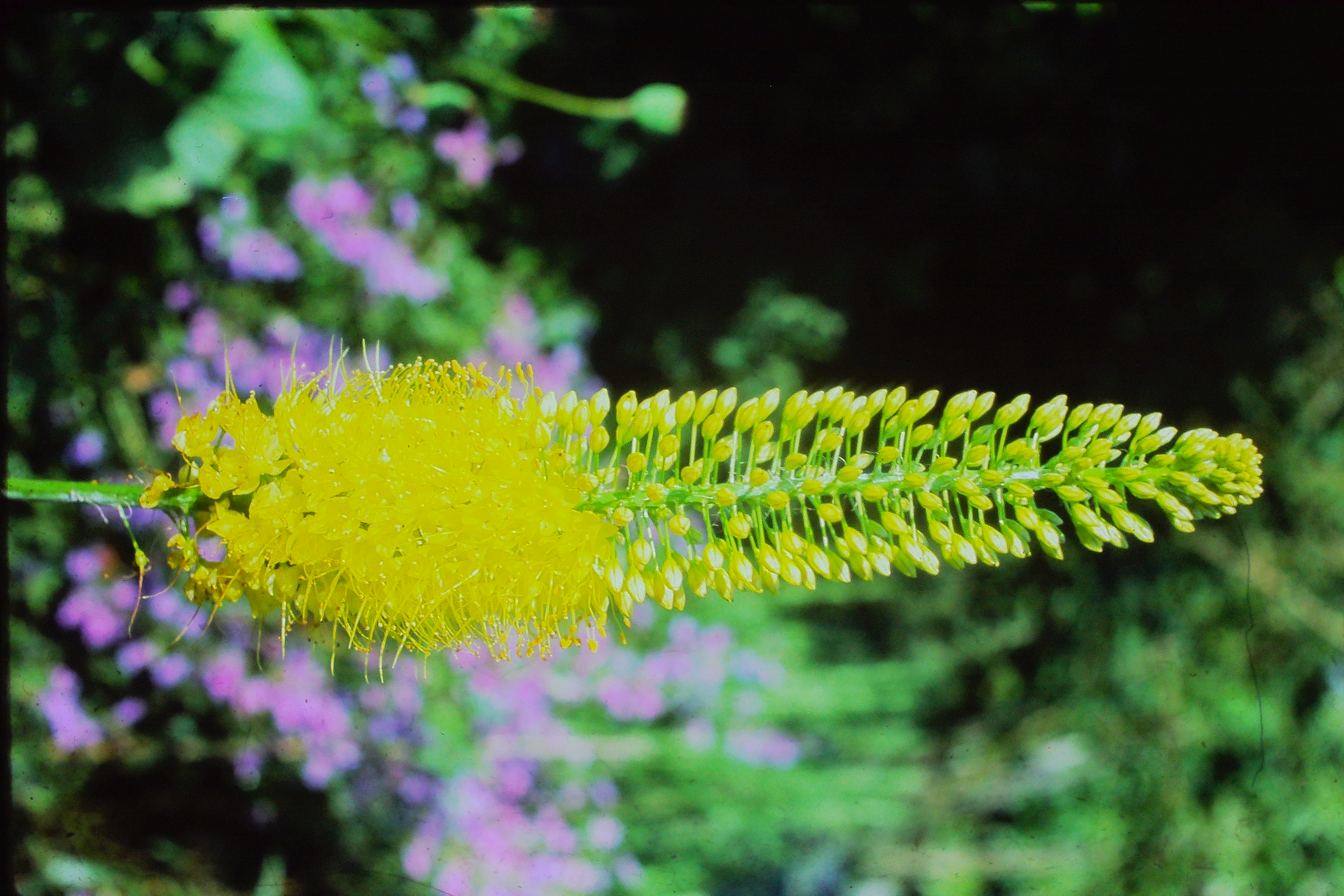 eremurusbungeijul78PICT01754a