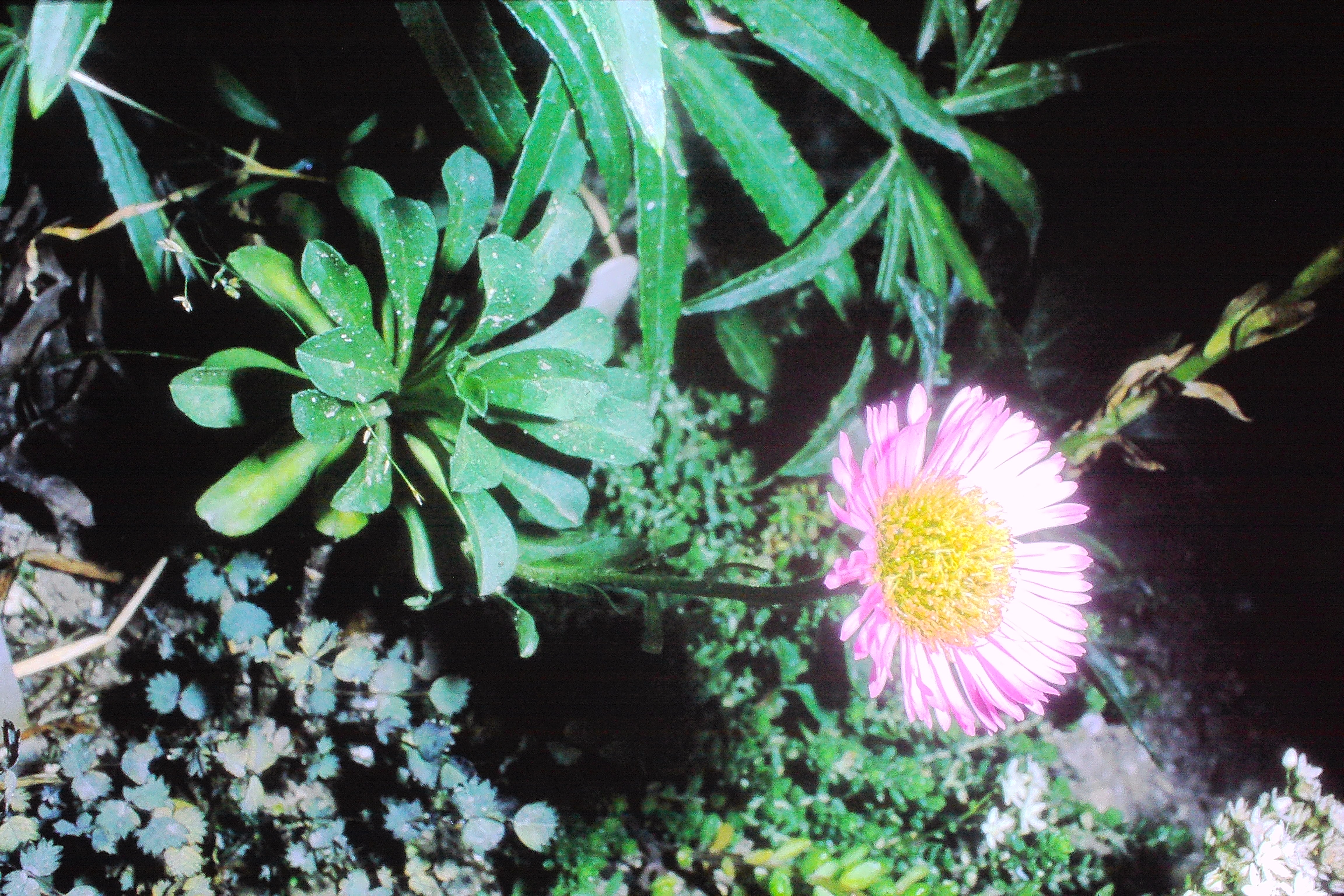 erigeronglaucusaug69PICT01762a