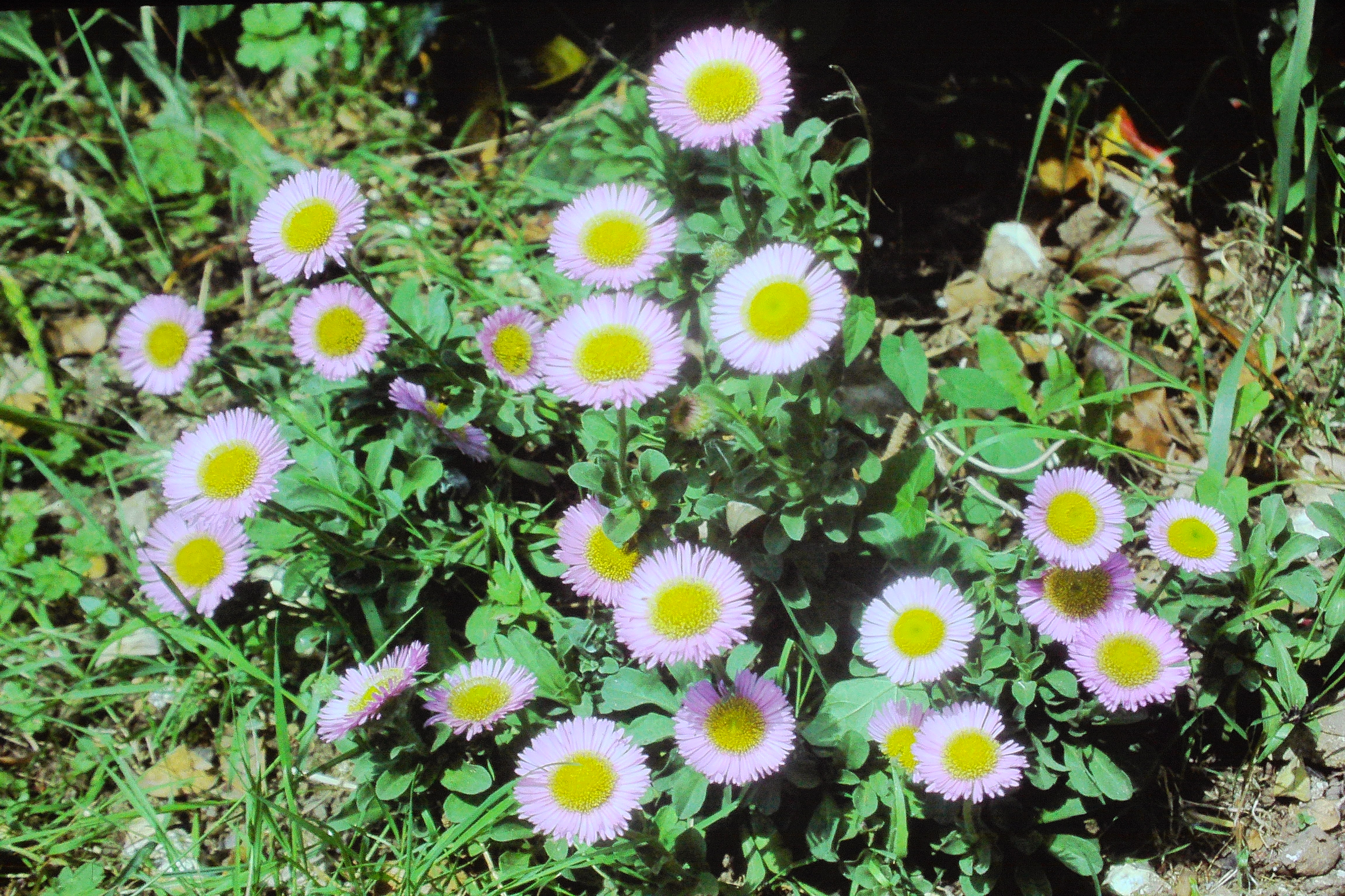 erigeronglaucusaug79PICT01769a