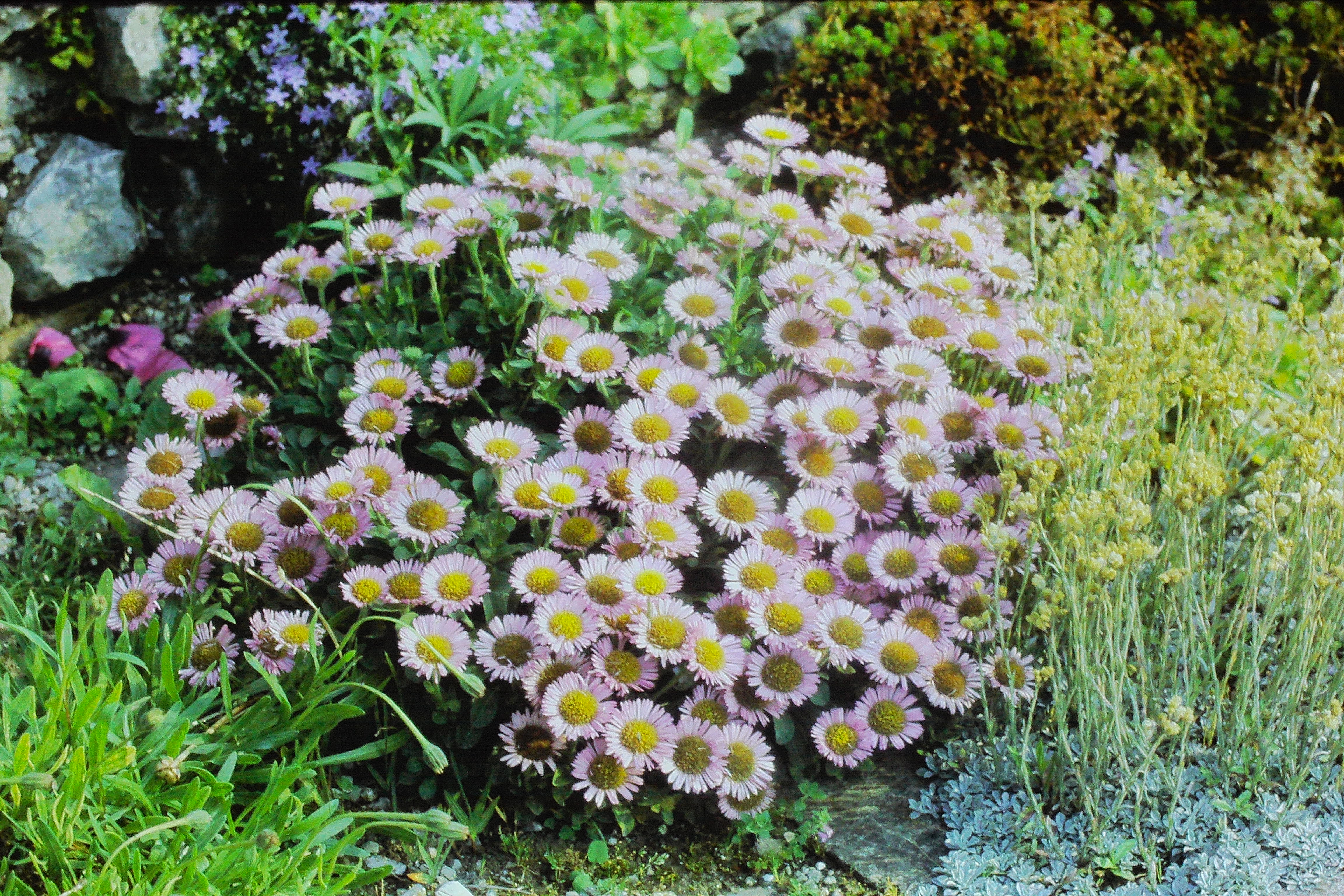 erigeronglaucusjul72PICT01767a