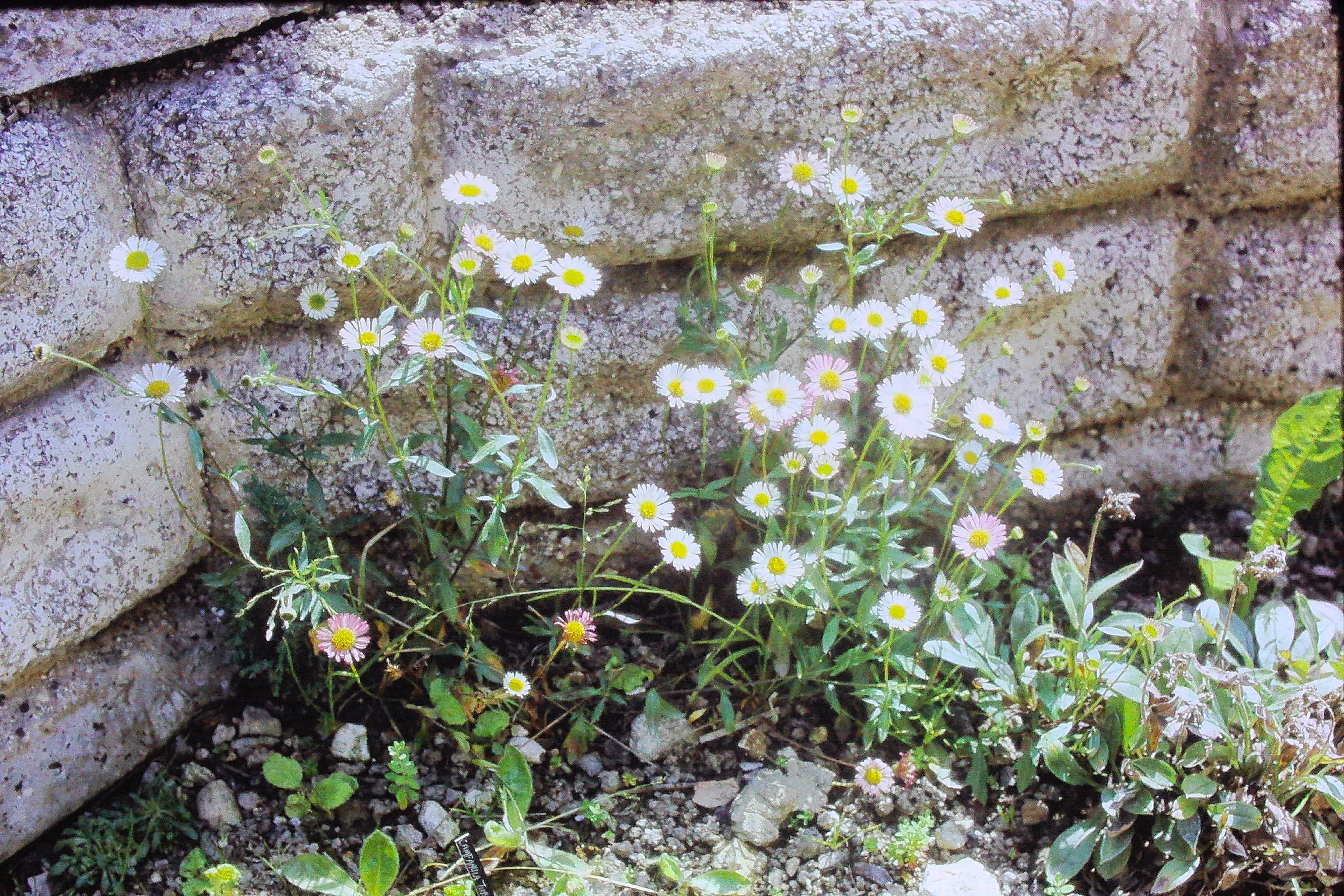 erigeronmucronatusjun72PICT01774a