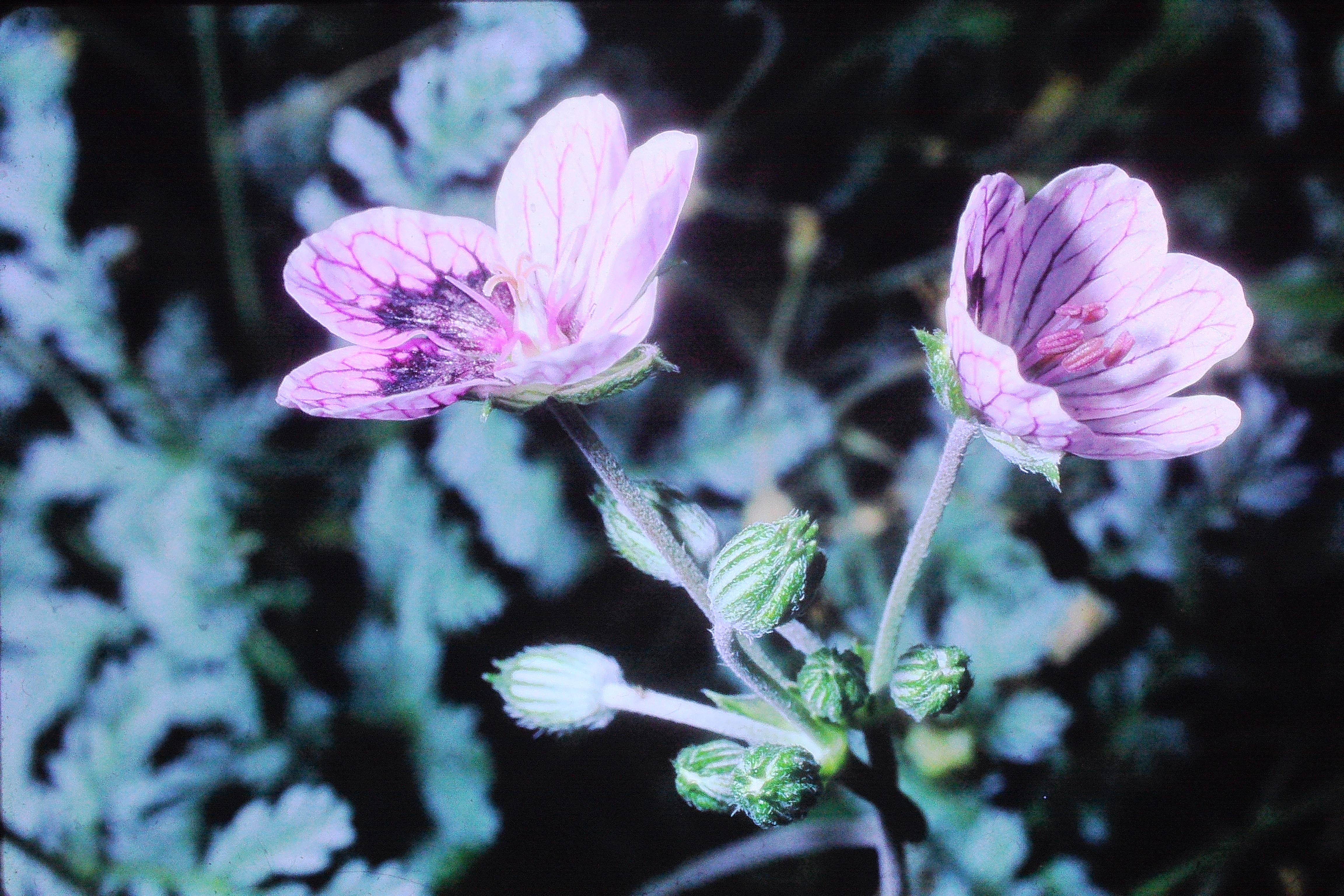 erodiumguttatum14968PICT01814a