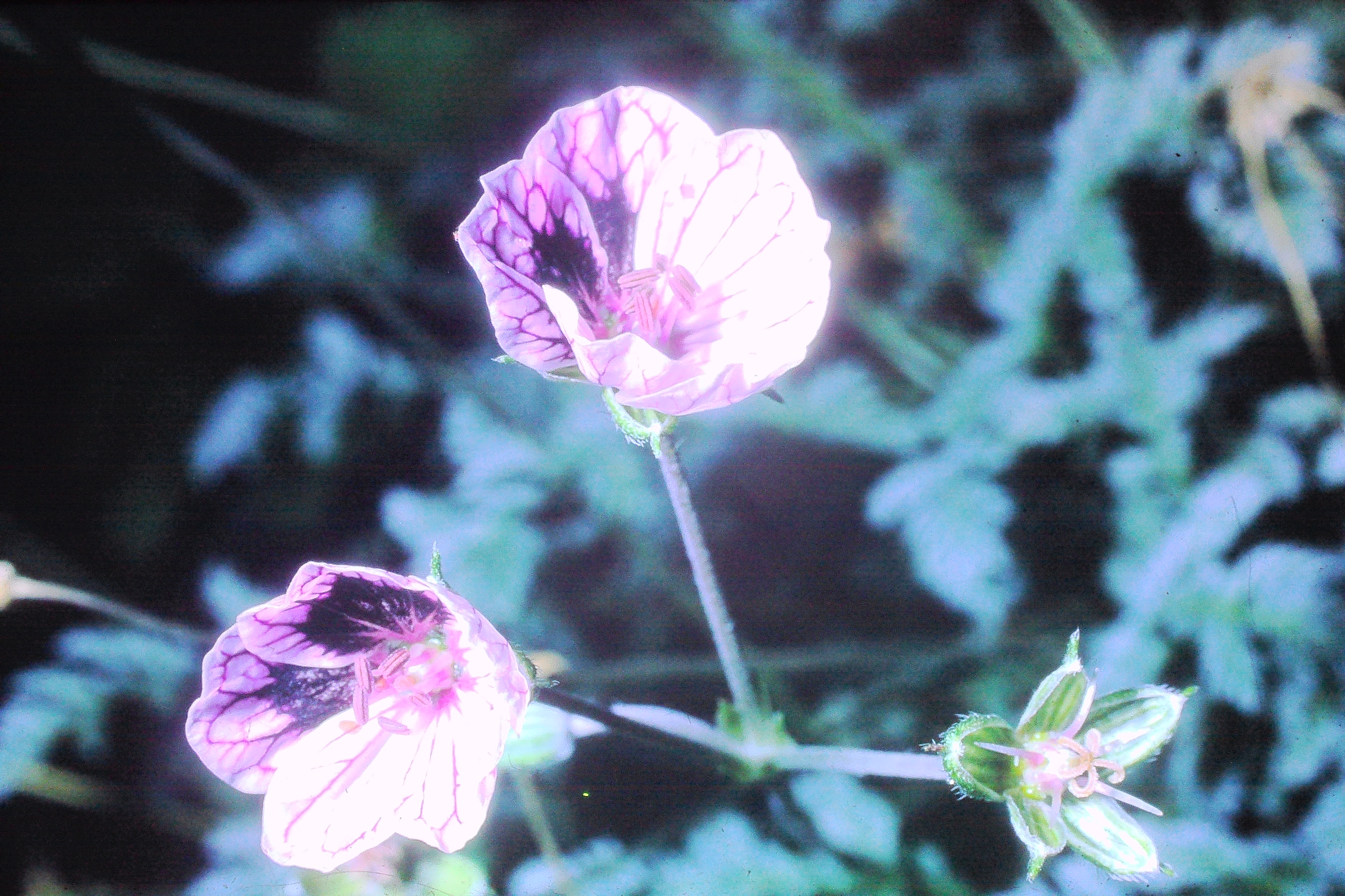 erodiumguttatum14968PICT01815a
