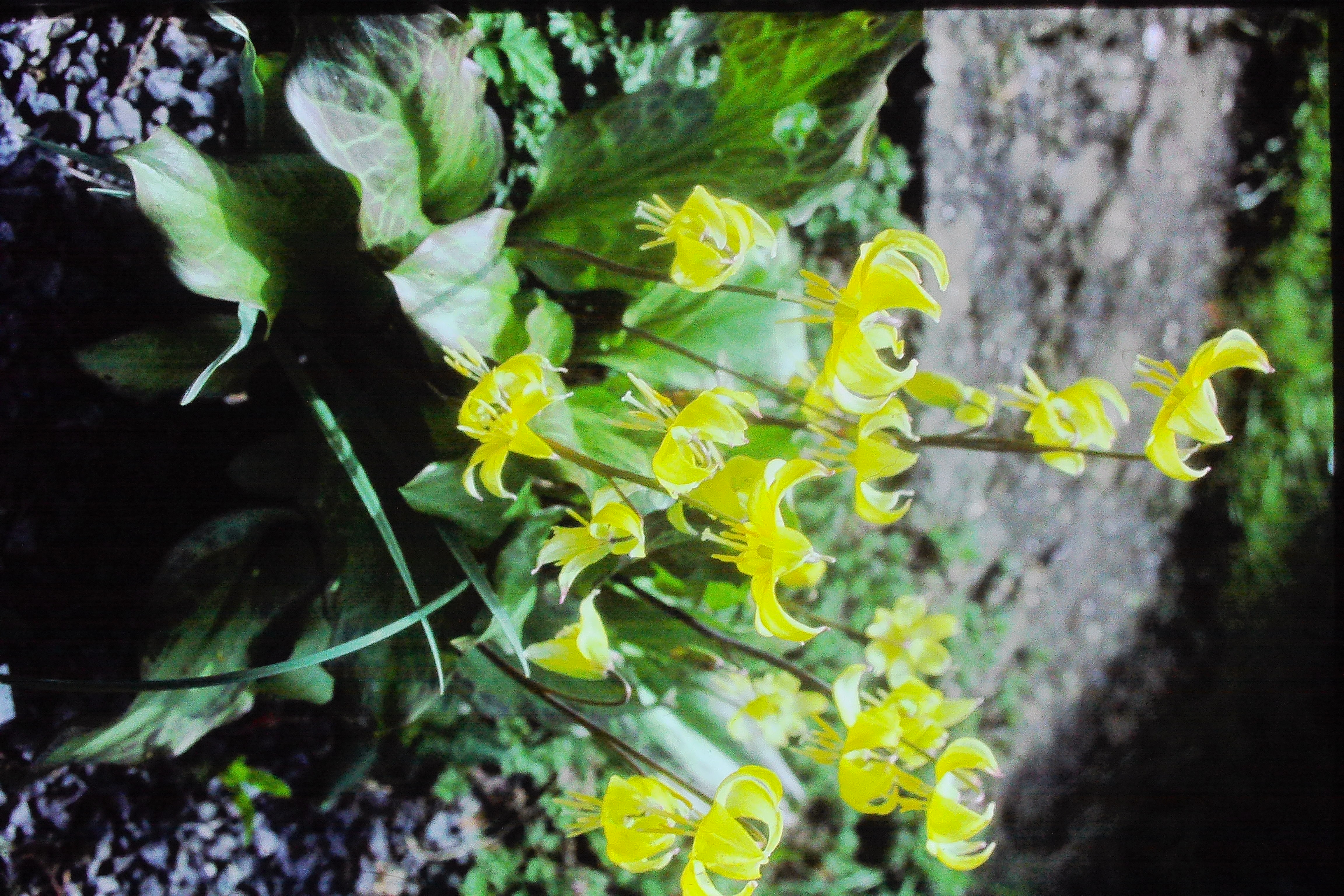 erythroniumpagodaPICT01833a