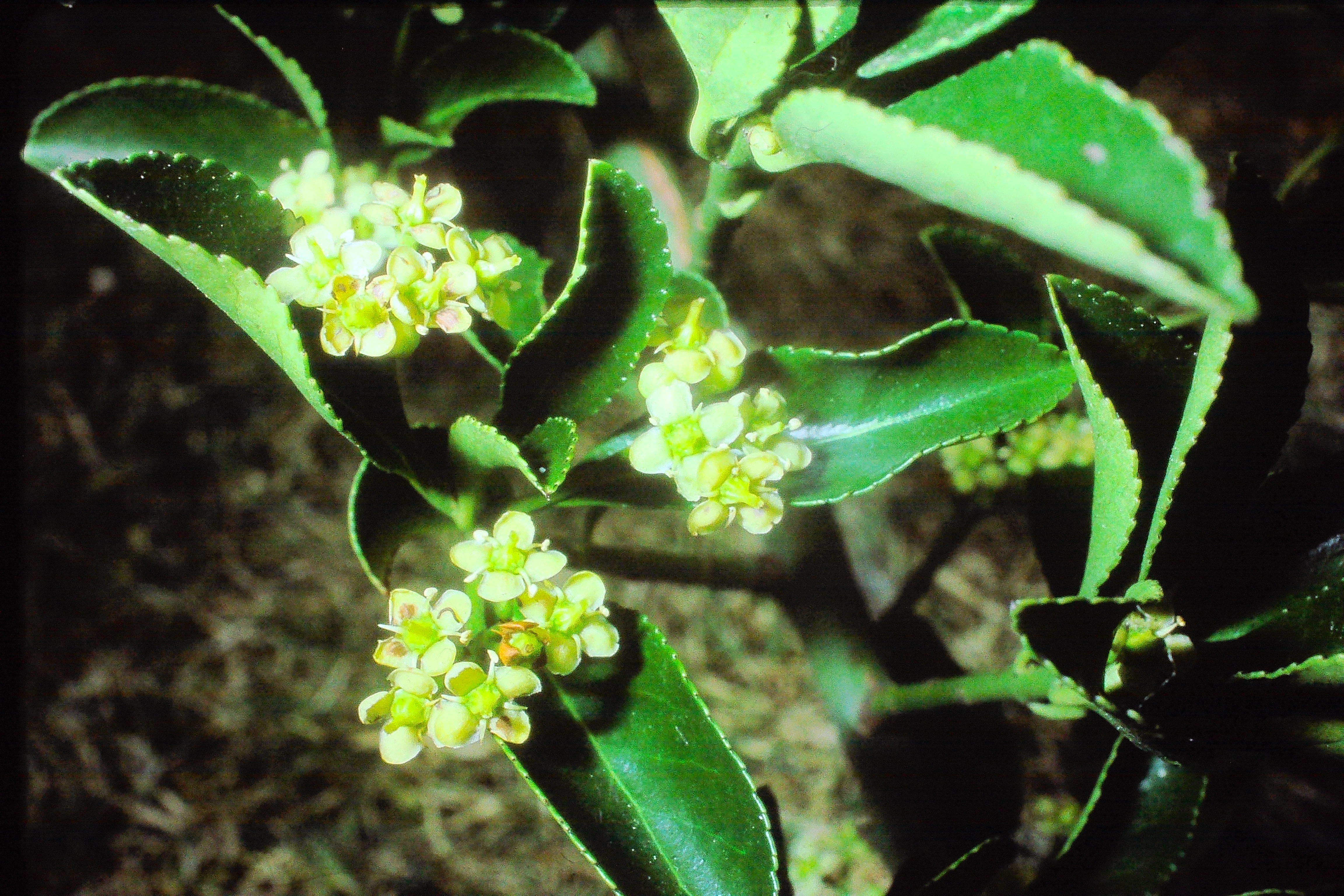 euonymusjaponicusinrochesterkentPICT01853a