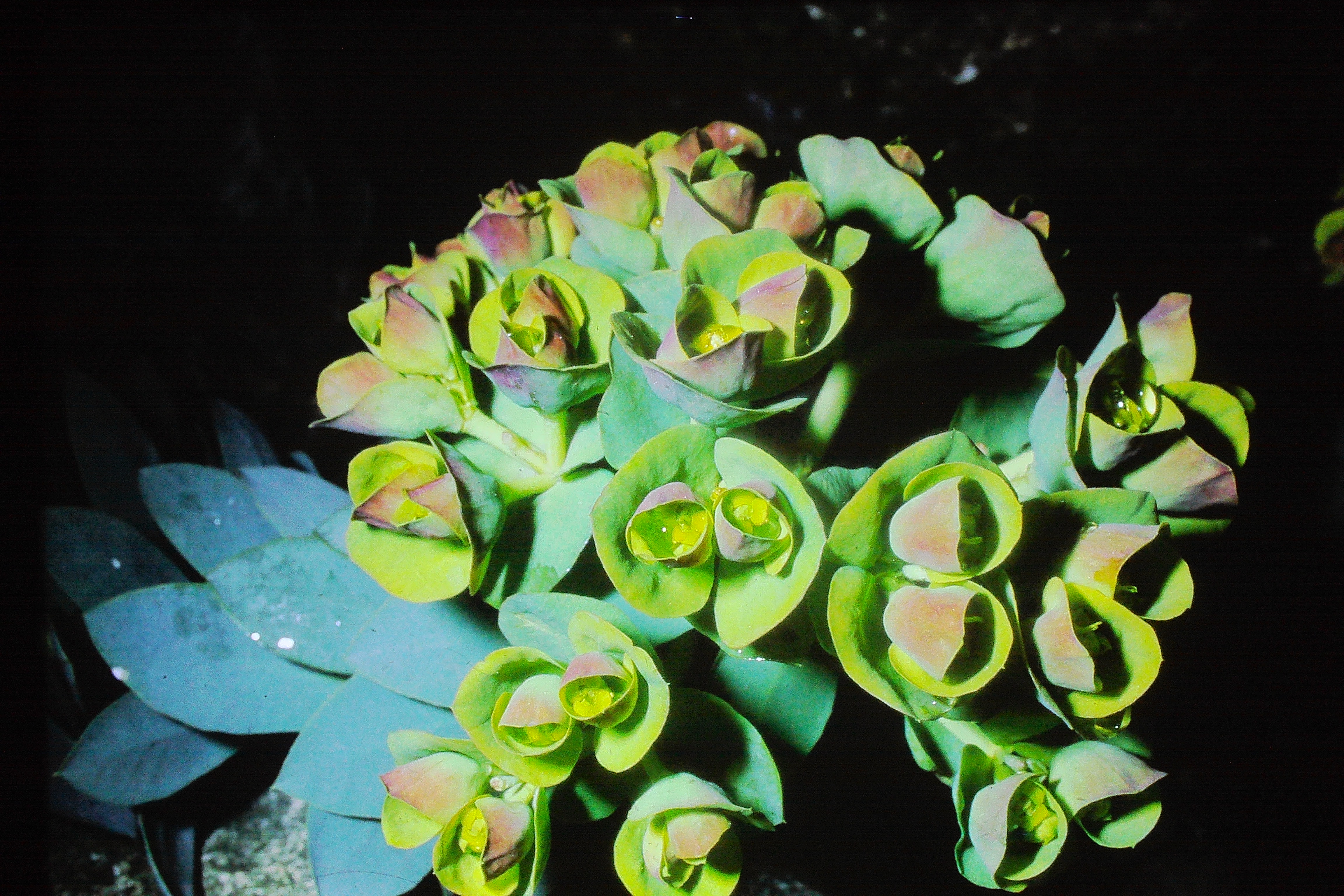 euphorbiamyrsinites18470PICT01870a1
