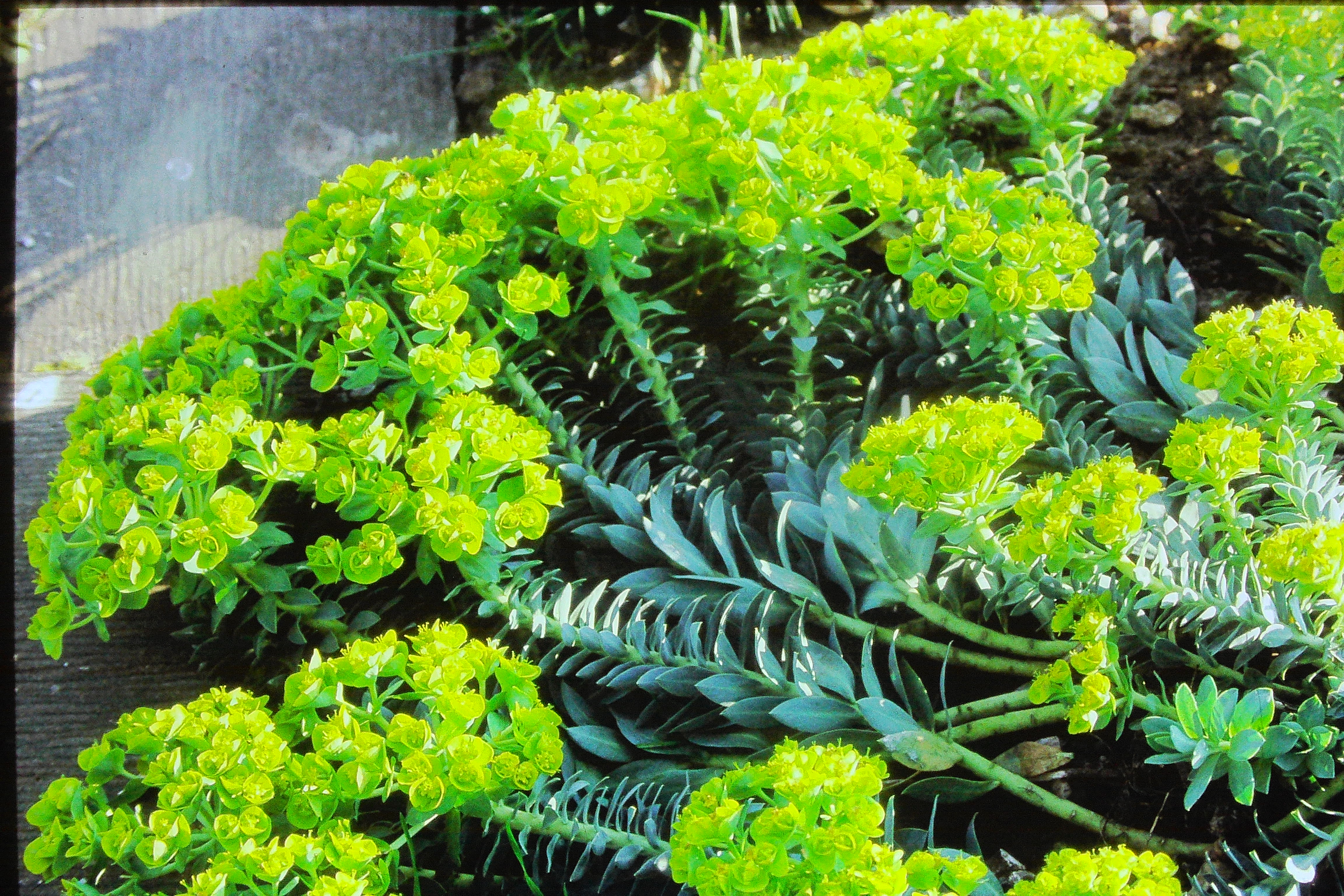 euphorbiamyrsinitesPICT01874a