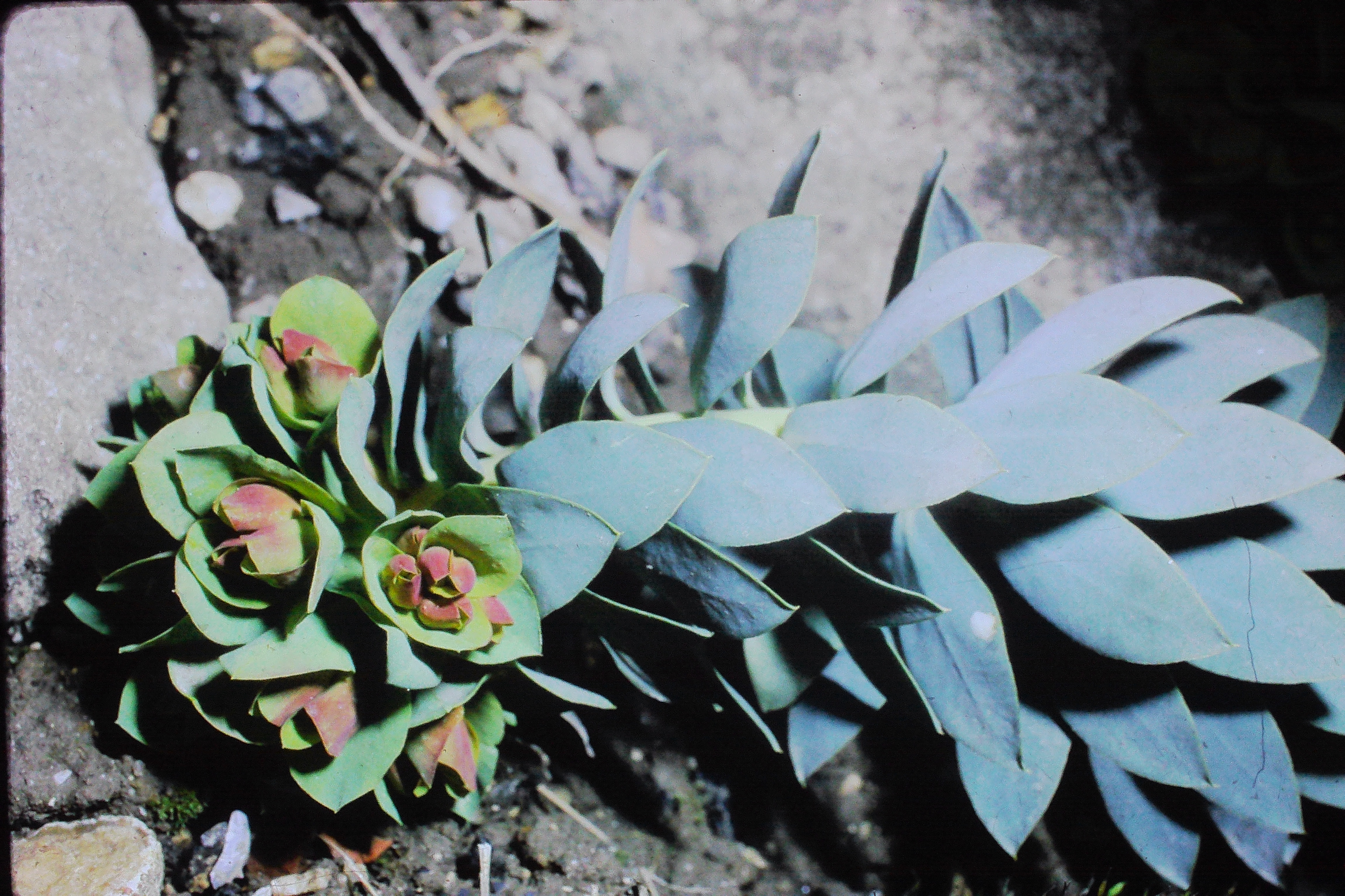 euphorbiamyrsinitesapr70PICT01868a