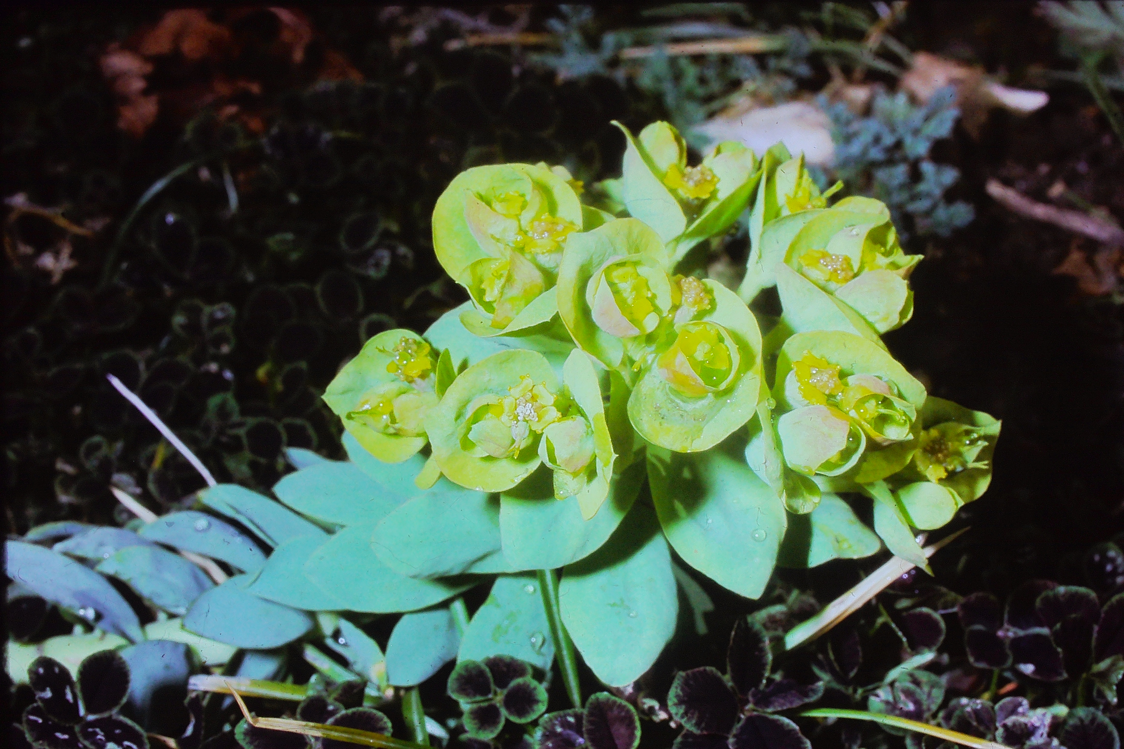 euphorbiamyrsinitesmay78PICT01885a