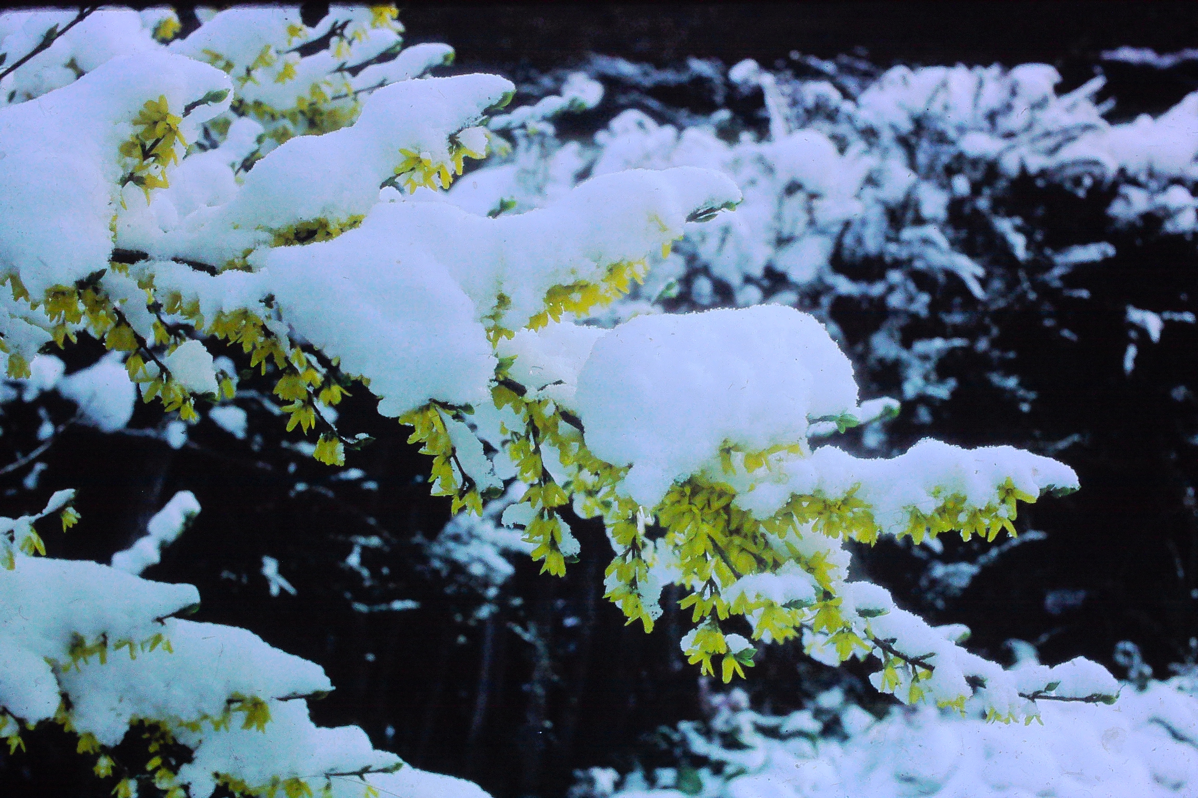 forsythiawithsnowonit11478PICT01908a