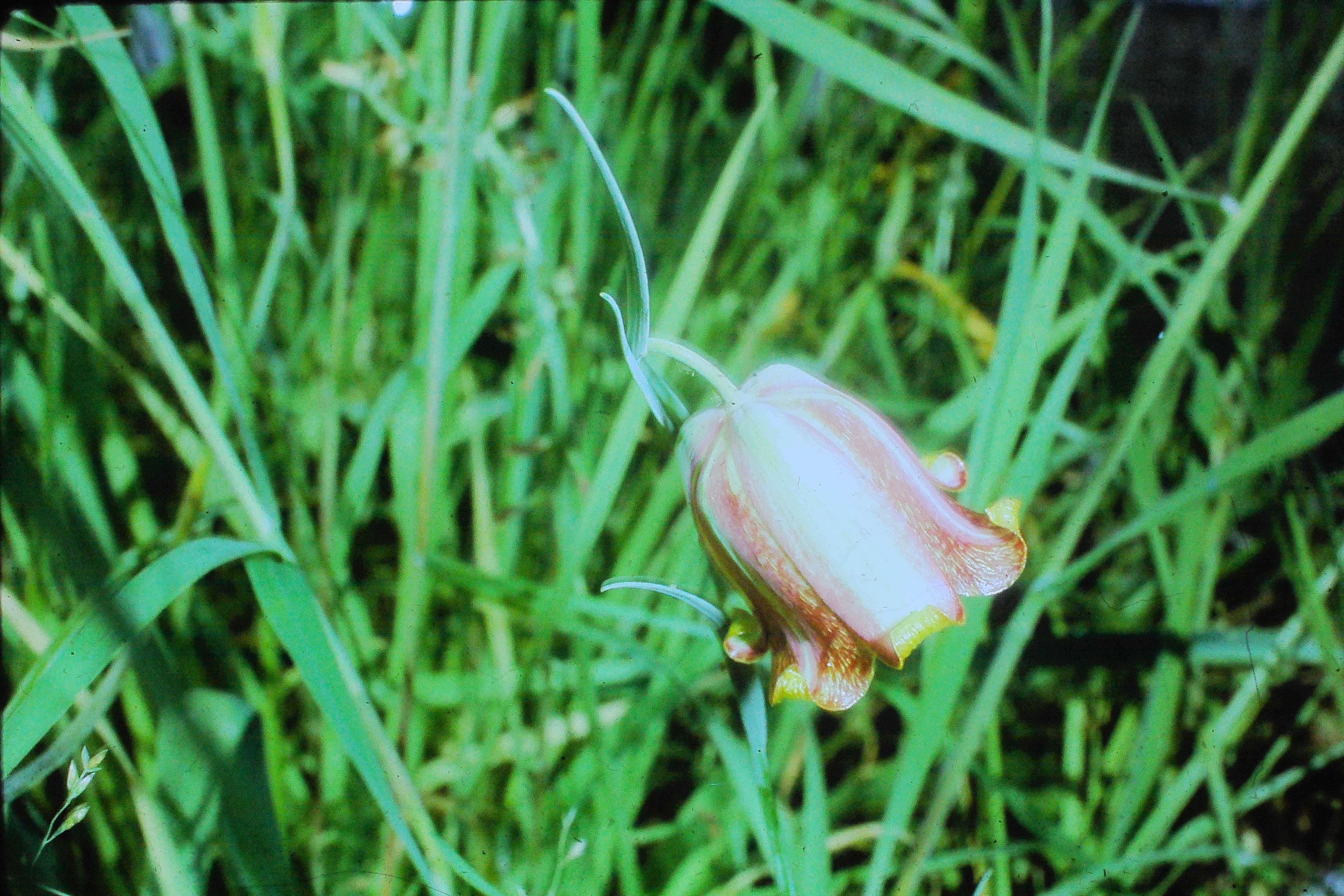 fritillariaacmopetala28468PICT01940a