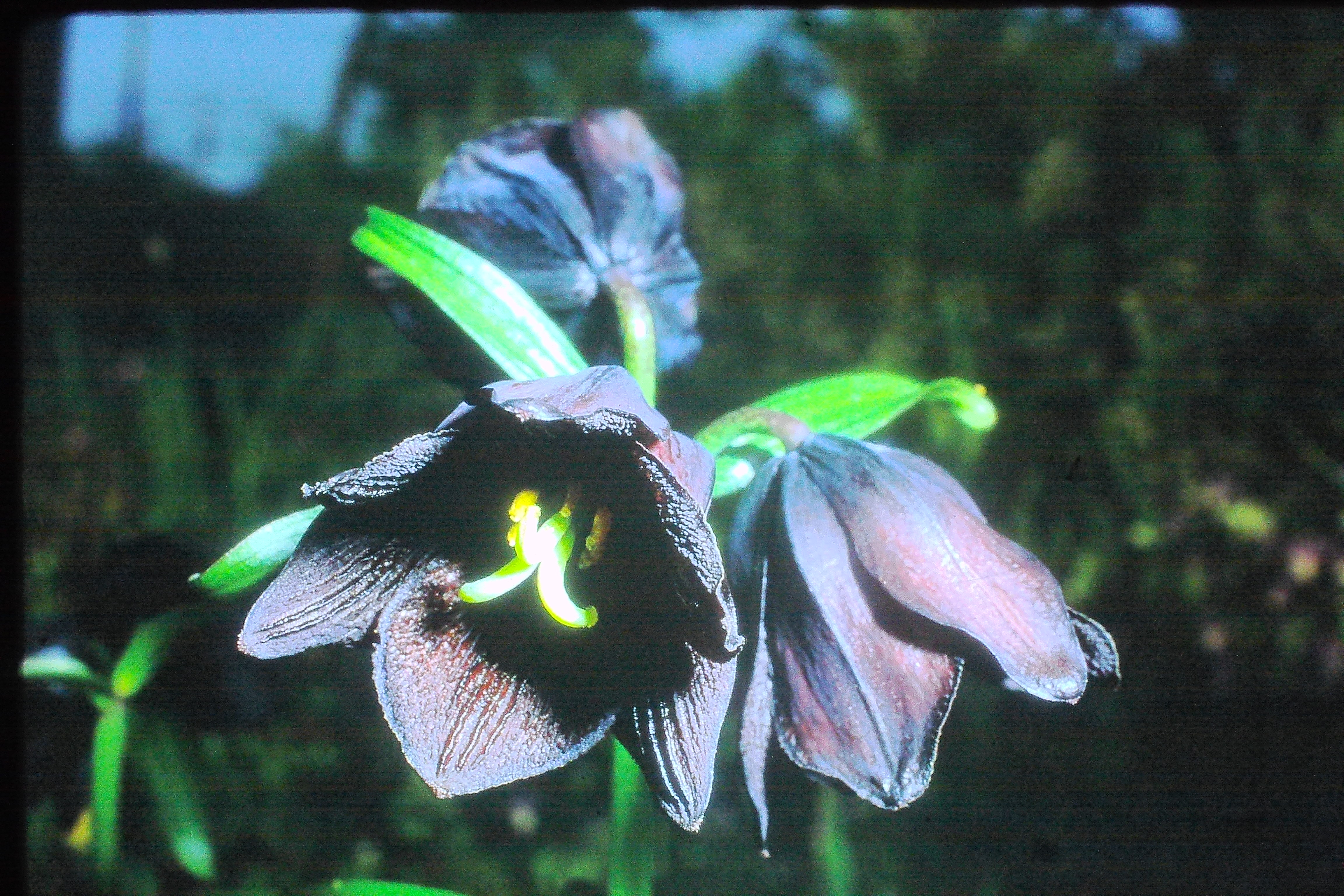 fritillariacamschatcensisjun71PICT01967a