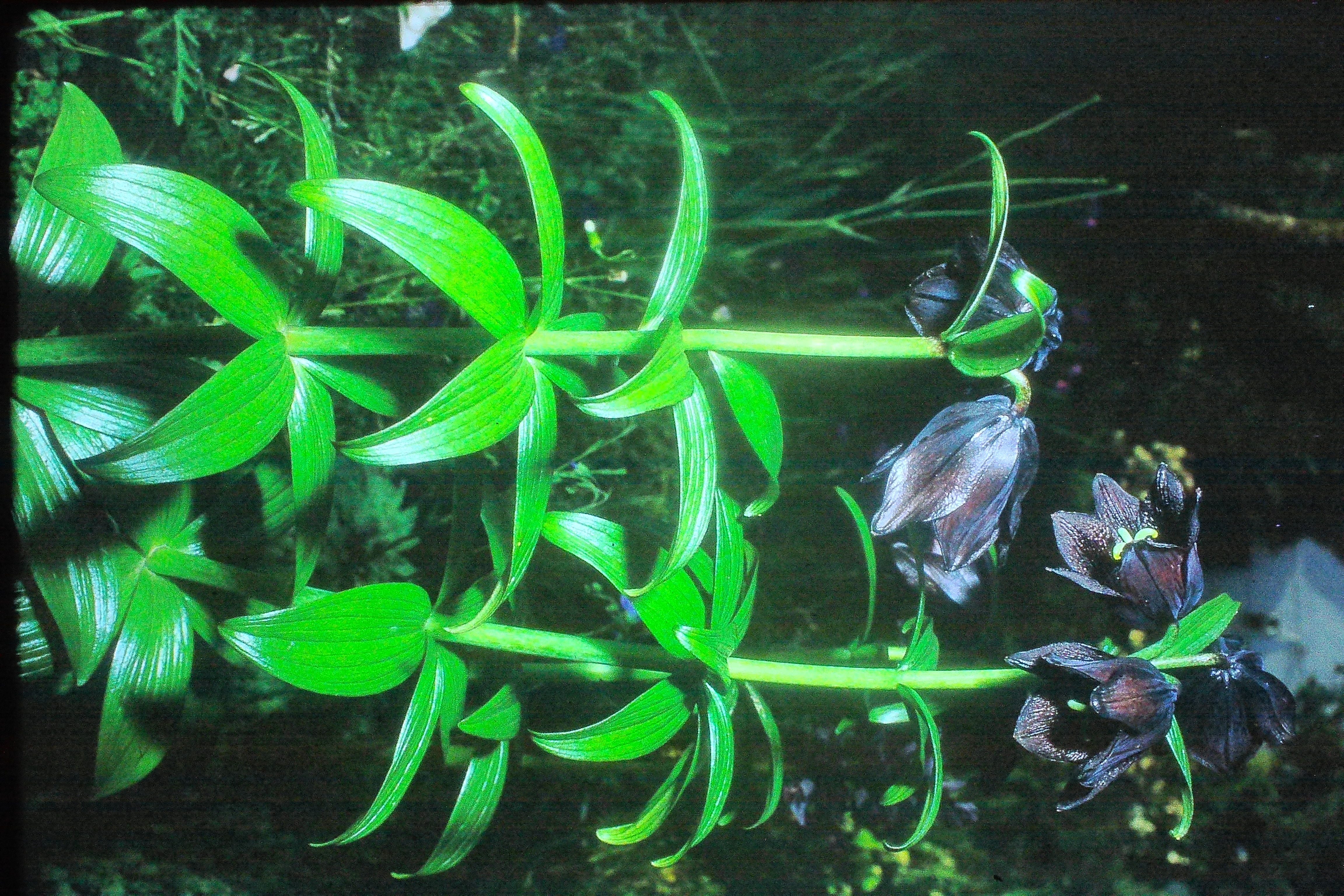 fritillariacamschatcensisjun71PICT01968a