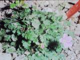 rrcPICT01805indexerodiumreichardichamaedryoidesroseumsep68foord