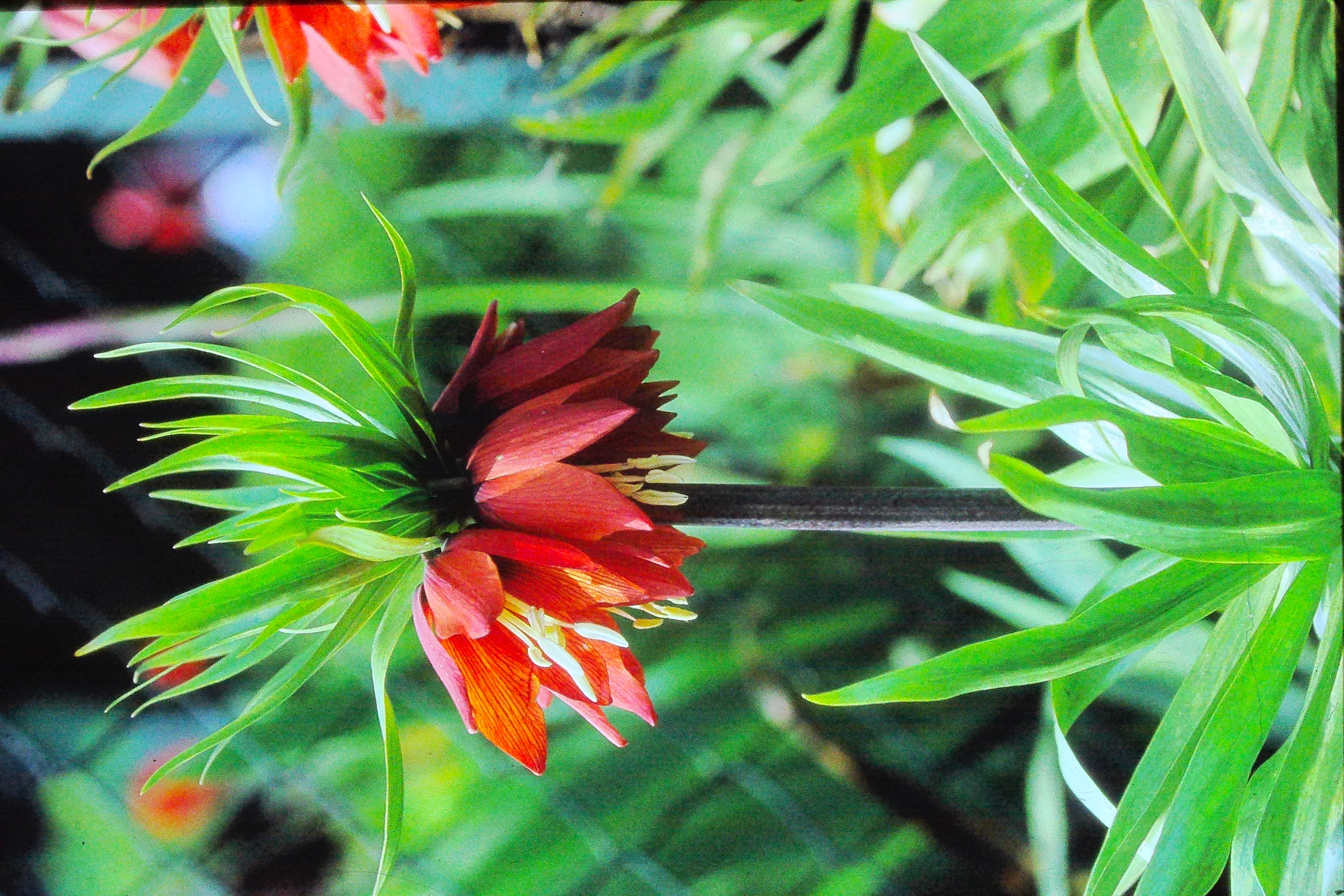 fritillariaimperialisrubramaximaPICT02019a