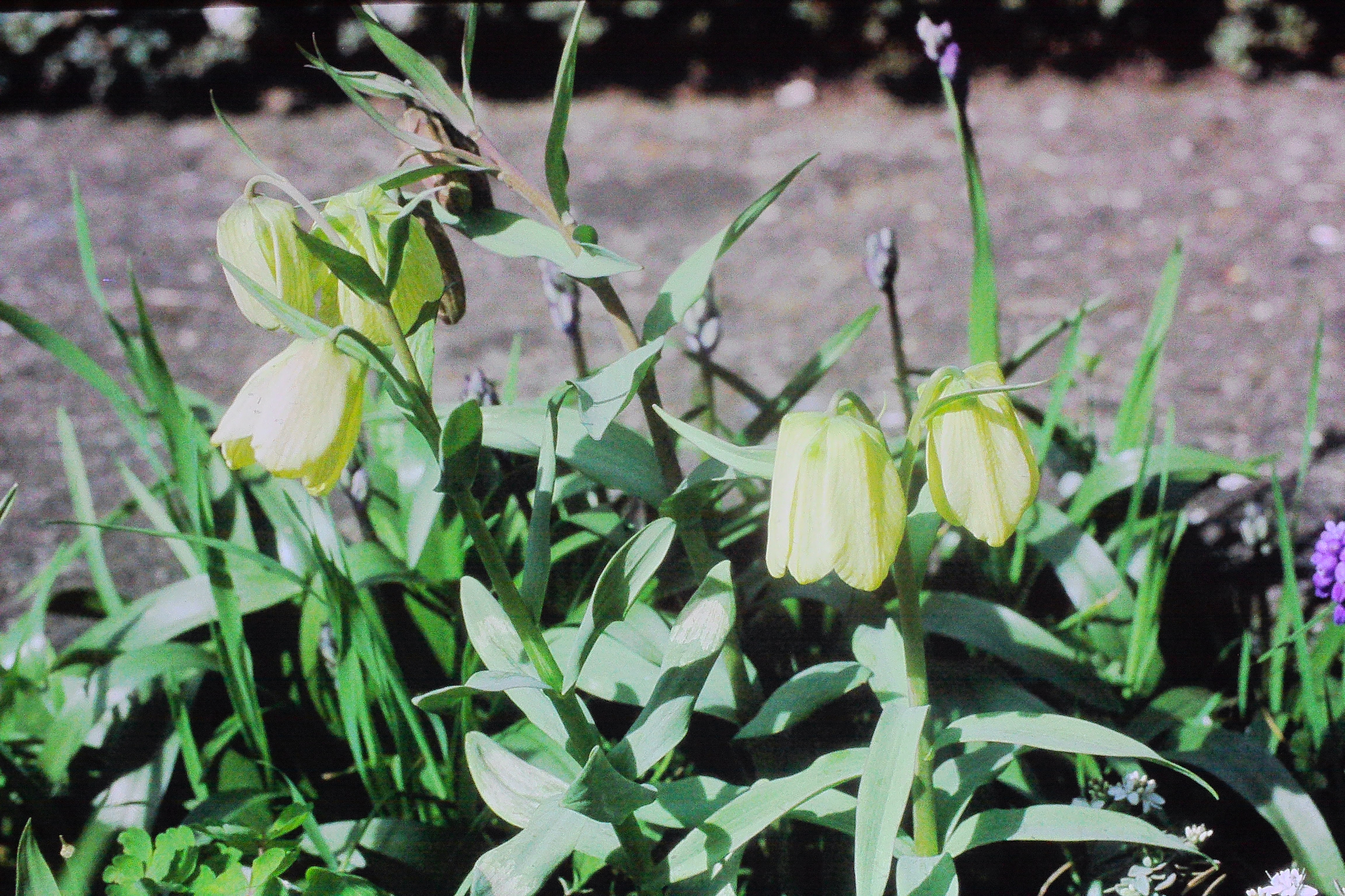 fritillariapallidifloraPICT02030a