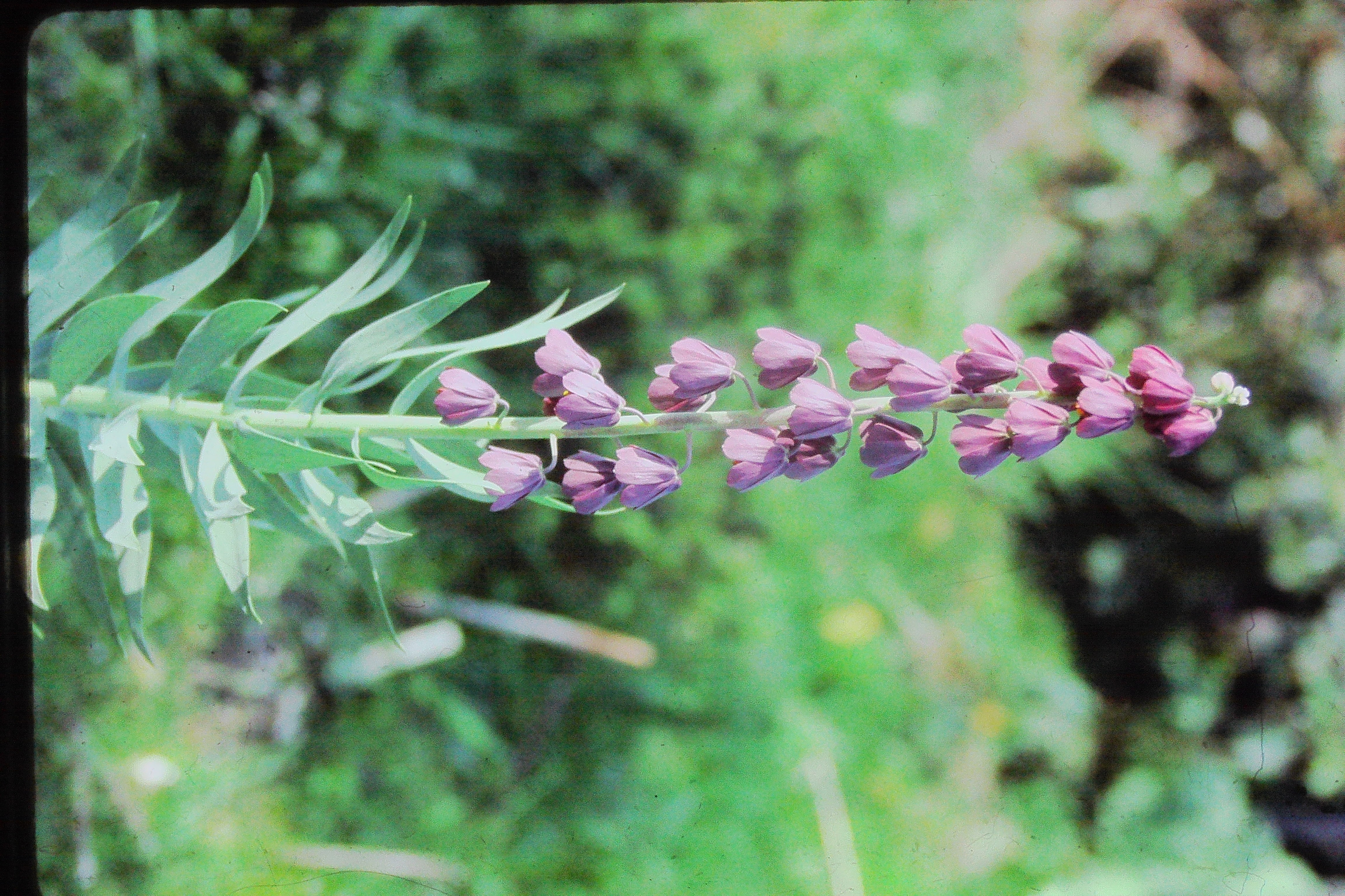 fritillariapersicaPICT02033a