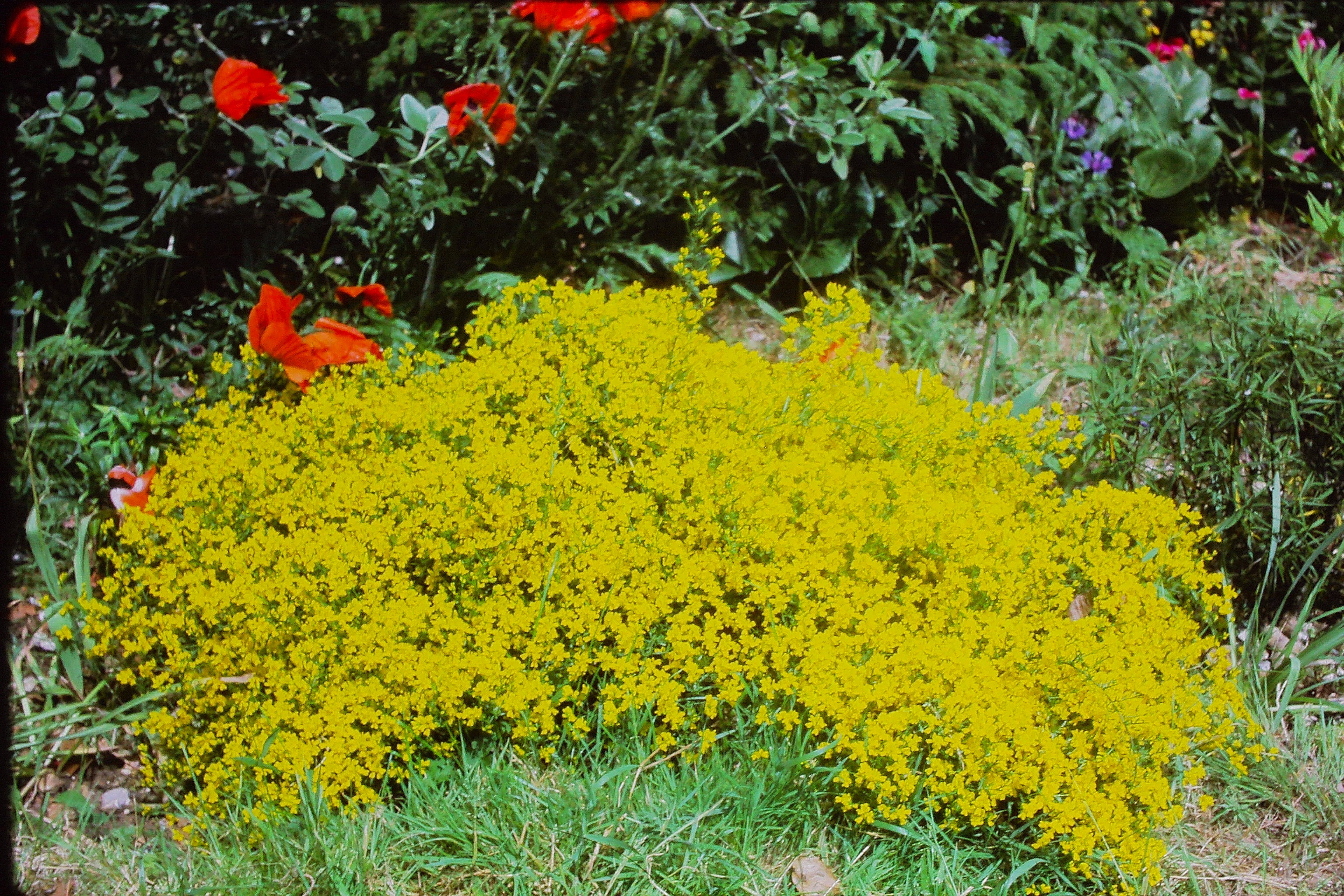genistalydiajun78PICT02124a