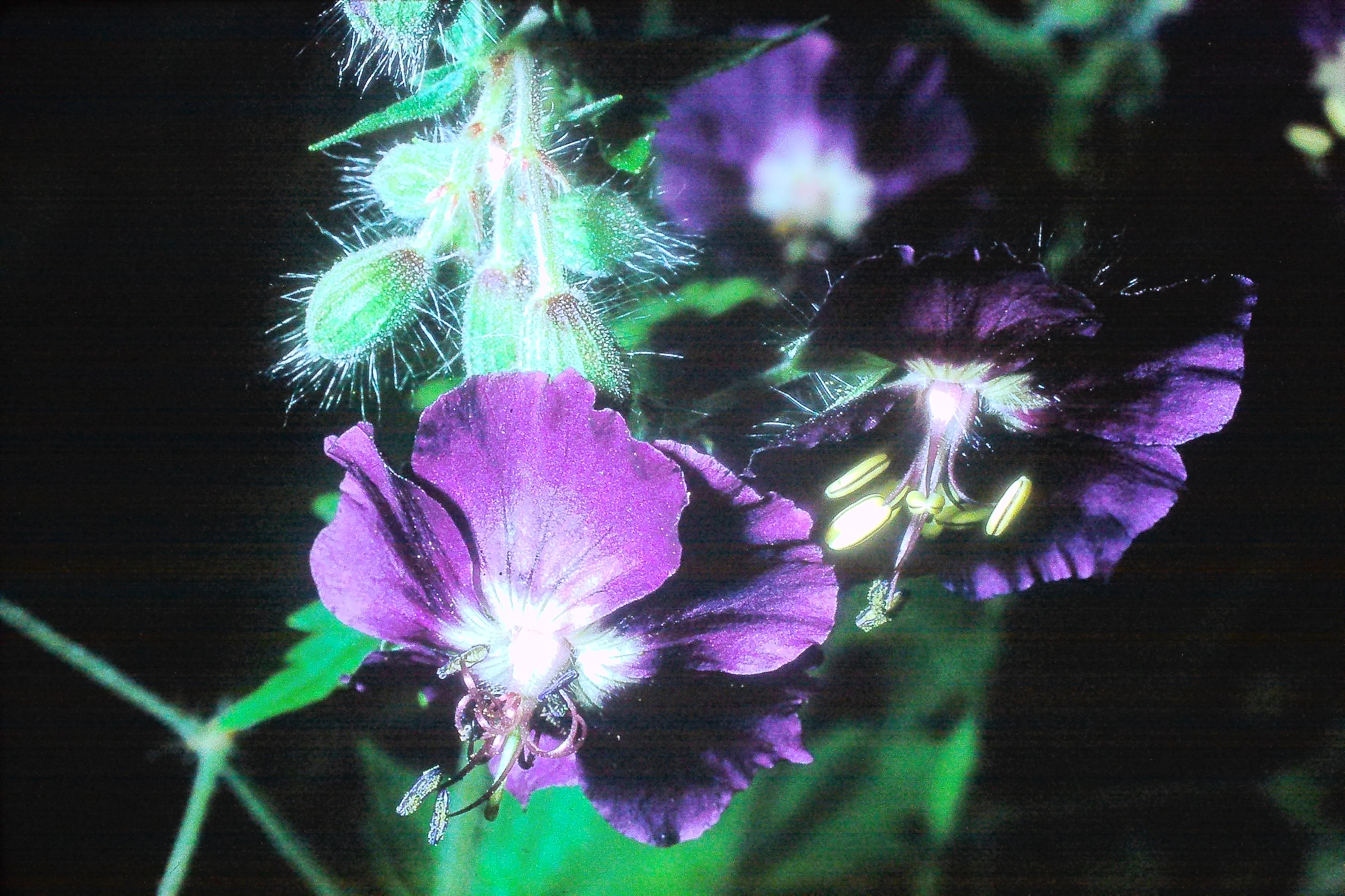geraniumphaeum23570wisleyPICT02318a