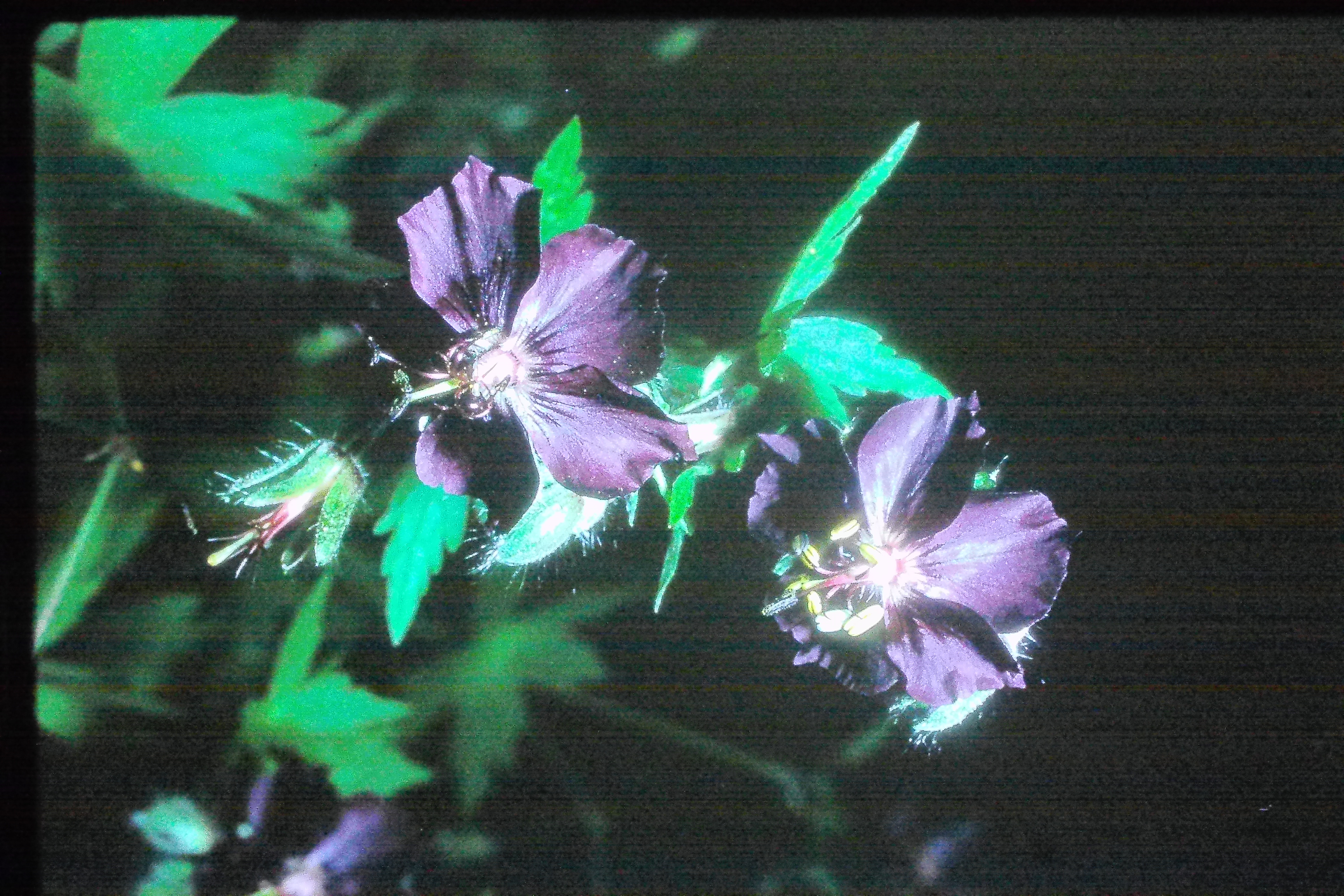 geraniumphaeum23570wisleyPICT02319a
