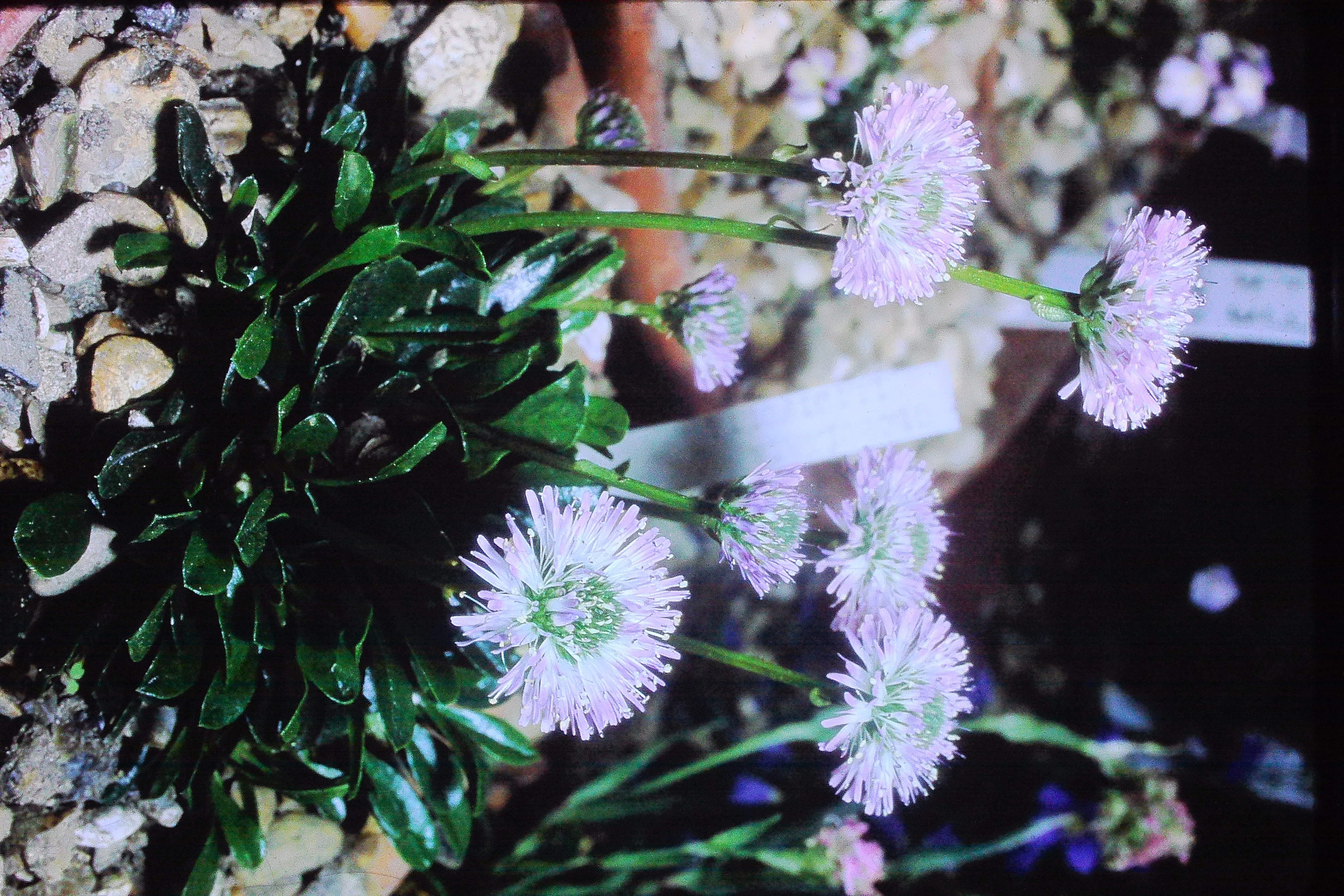 globulariabellidifolia23570wisleyalpinehousePICT02369a