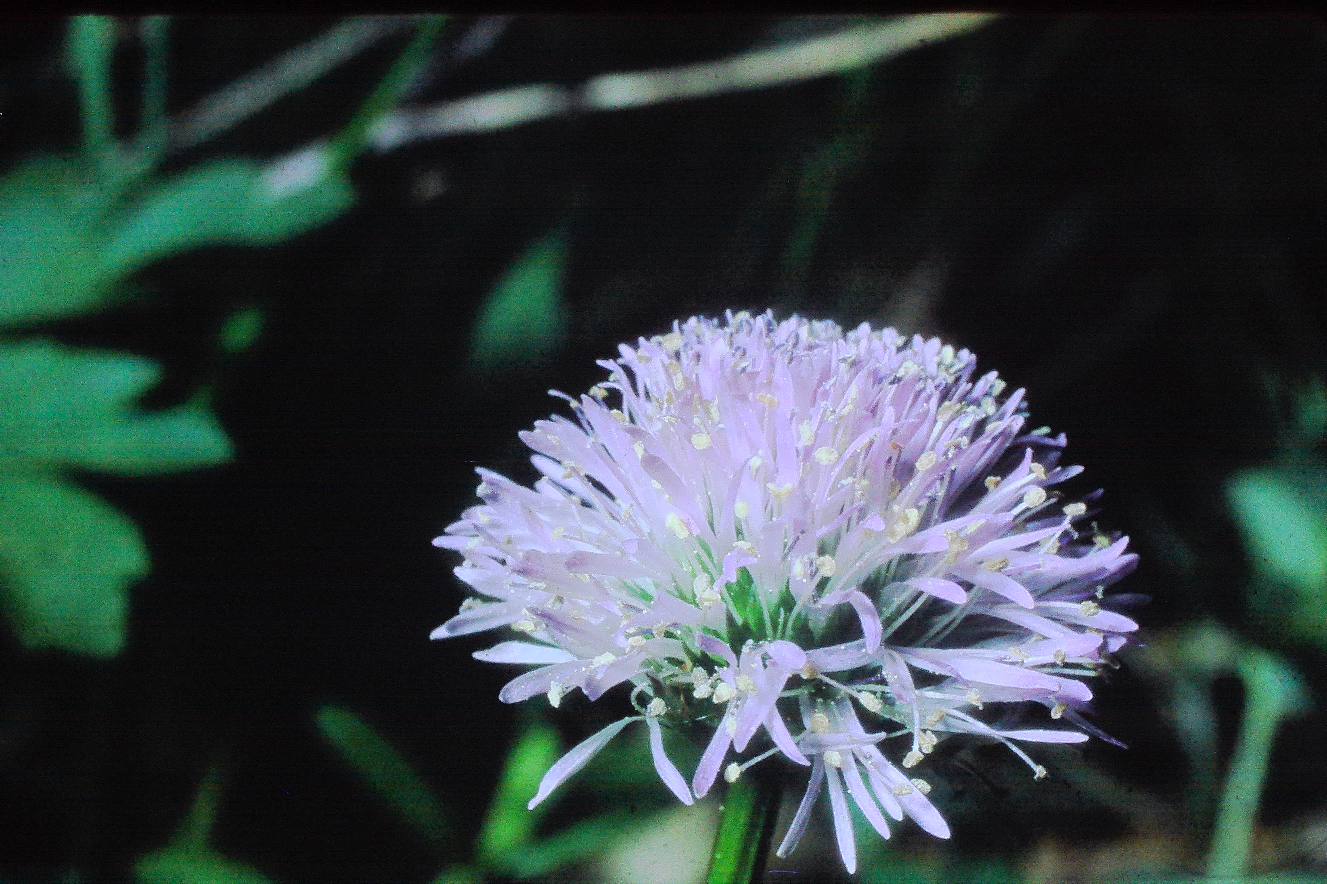 globulariacordifolia10571liechensteinPICT02371a