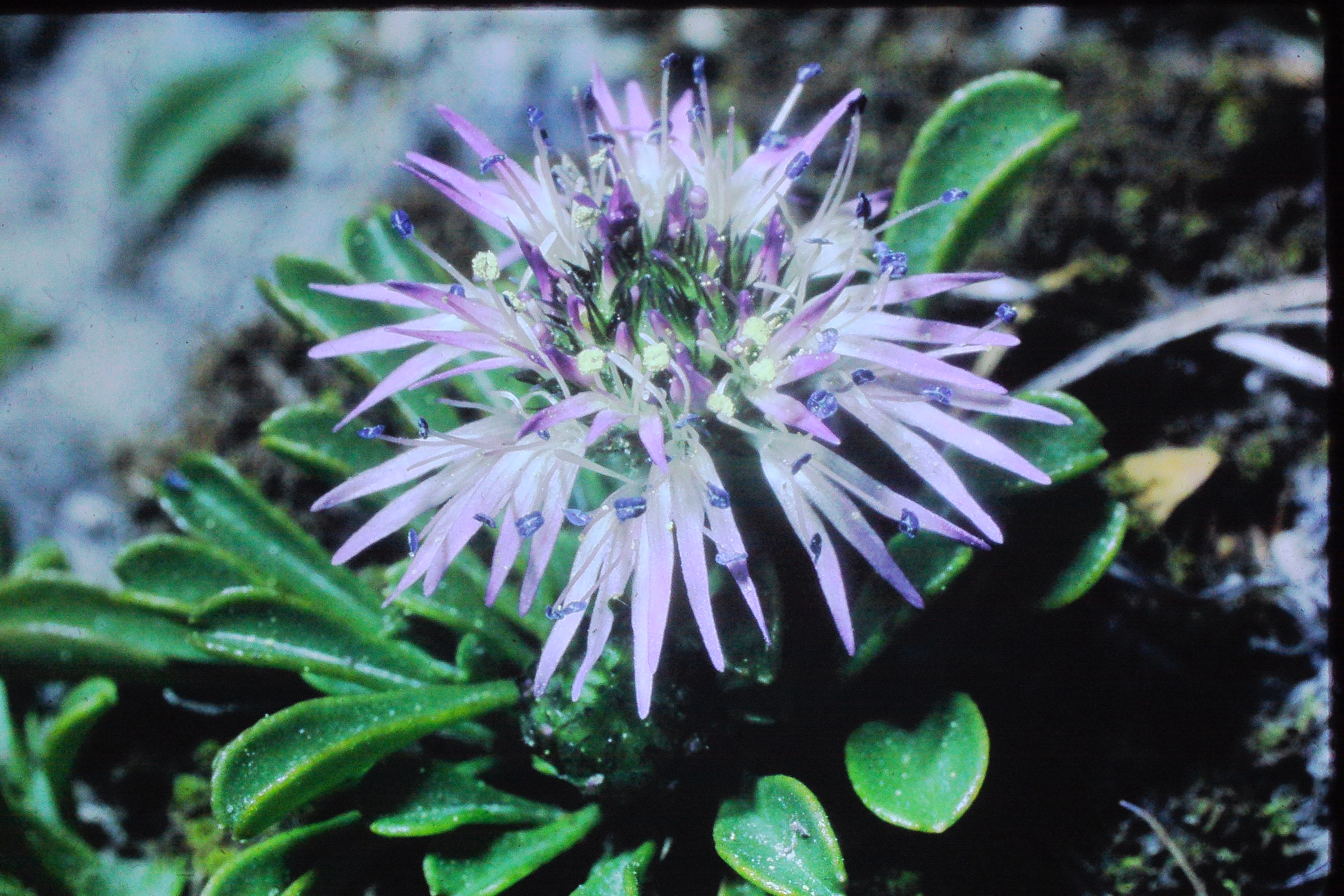 globulariacordifolianana14571liechensteinPICT02376a