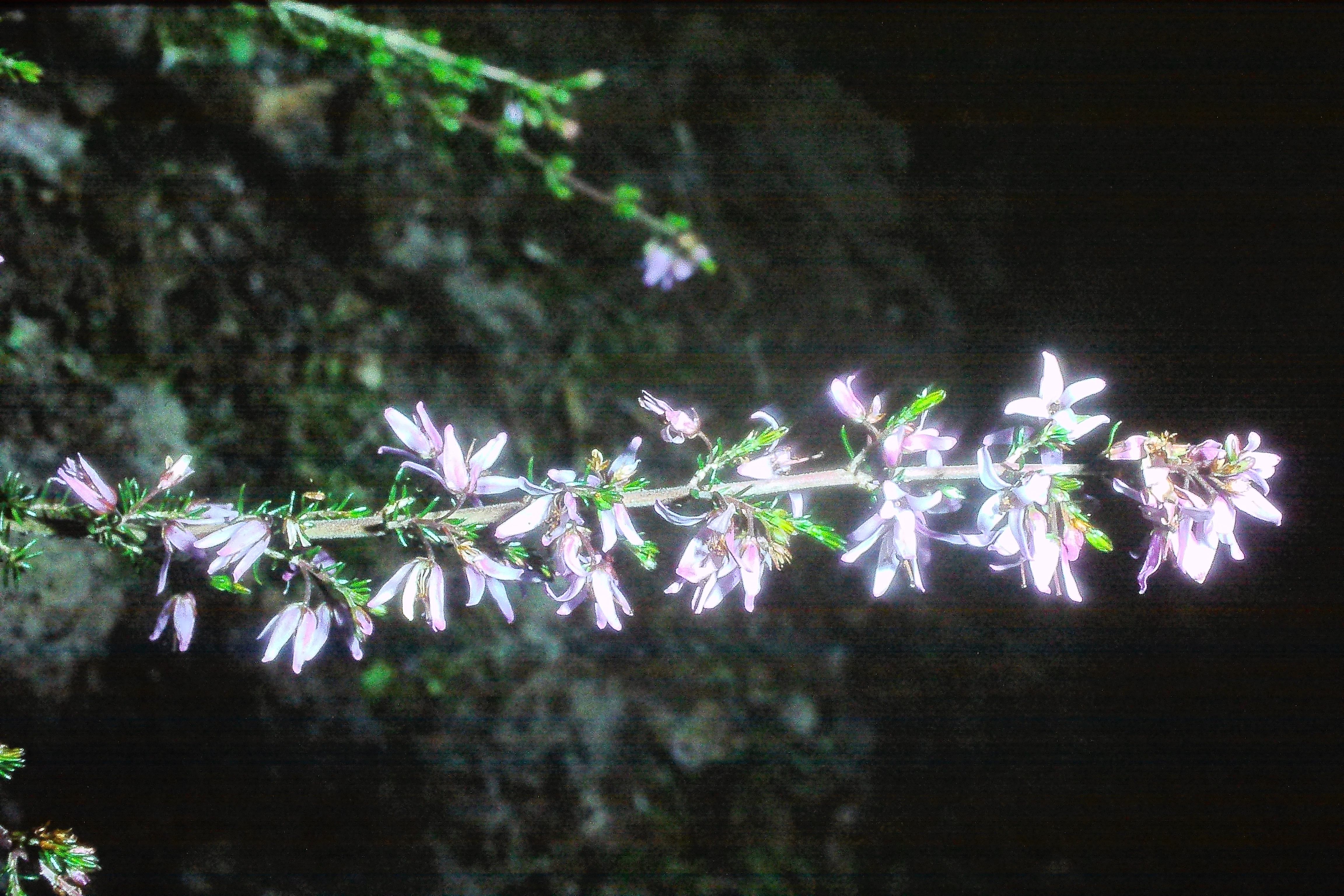 hericacinereaschizopetalaoct77PICT02546a