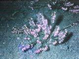 rrcPICT02505indexhericacarneaspringwoodpink18469vinesfoord