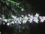 rrcPICT02546indexhericacinereaschizopetalaoct77foord