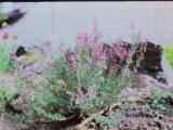 rrcPICT02550indexhericacinereayvonnesep78foord
