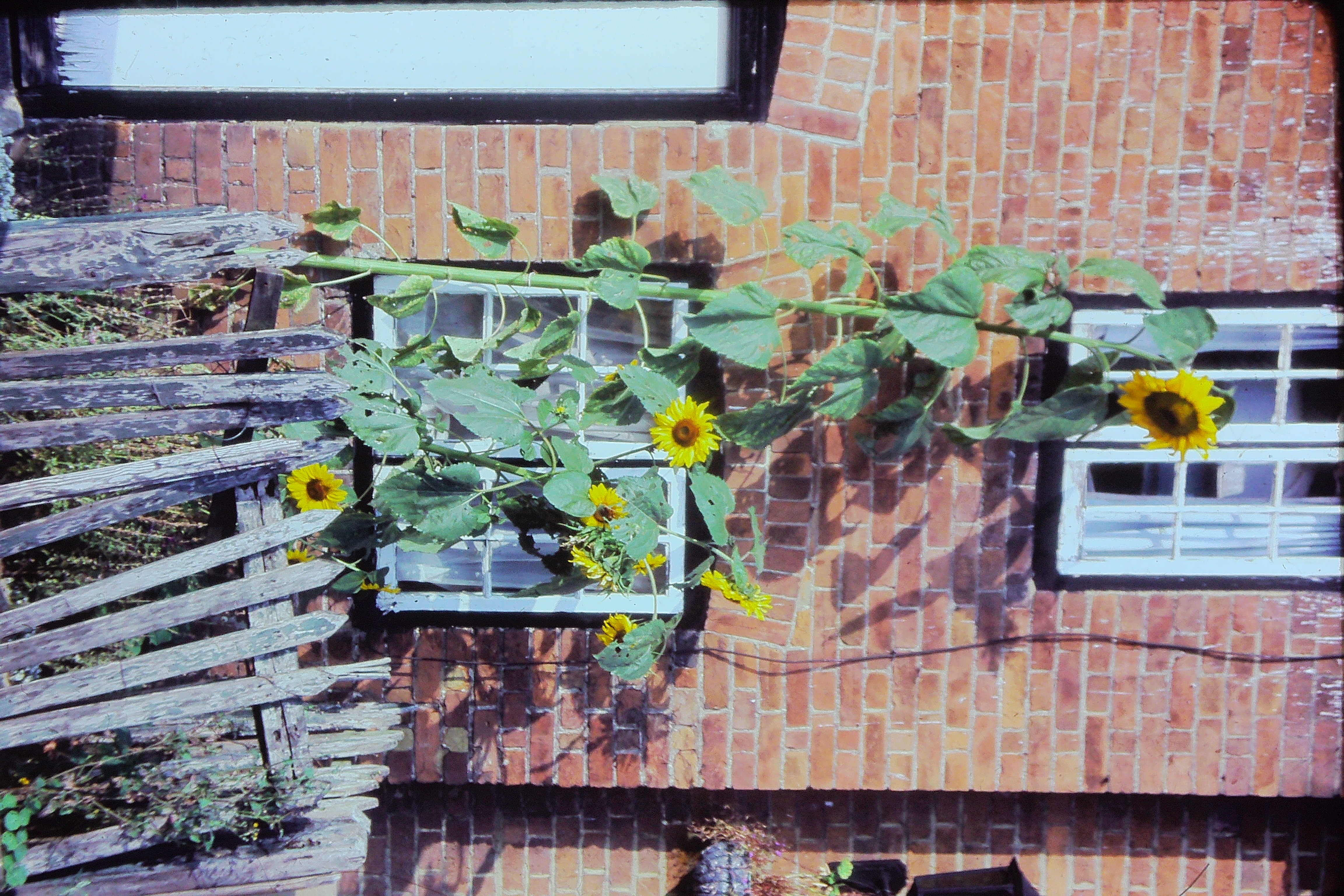 helianthusannuusgiantsunflower91982PICT02657a
