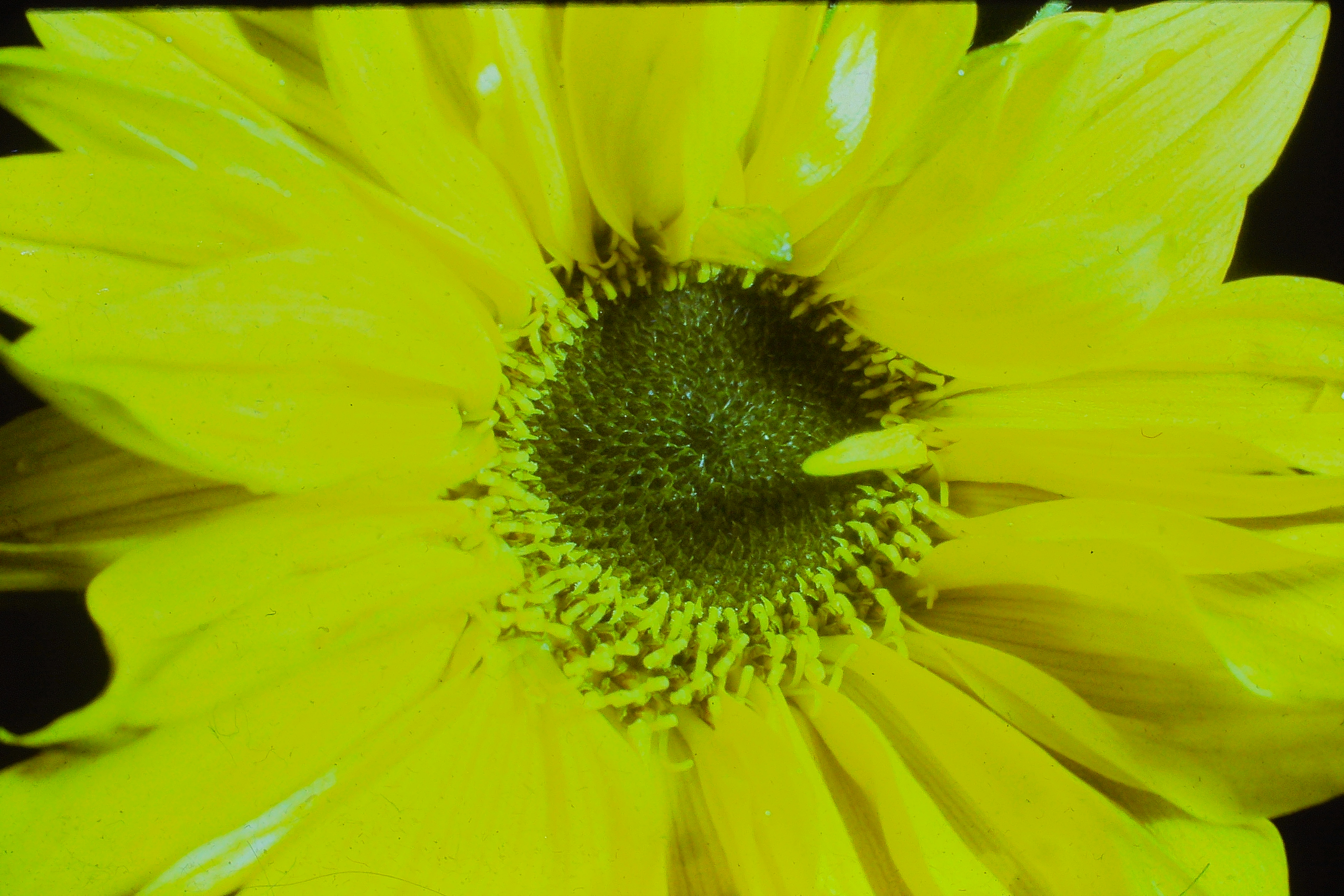 helianthusannuussunflowerPICT02655a