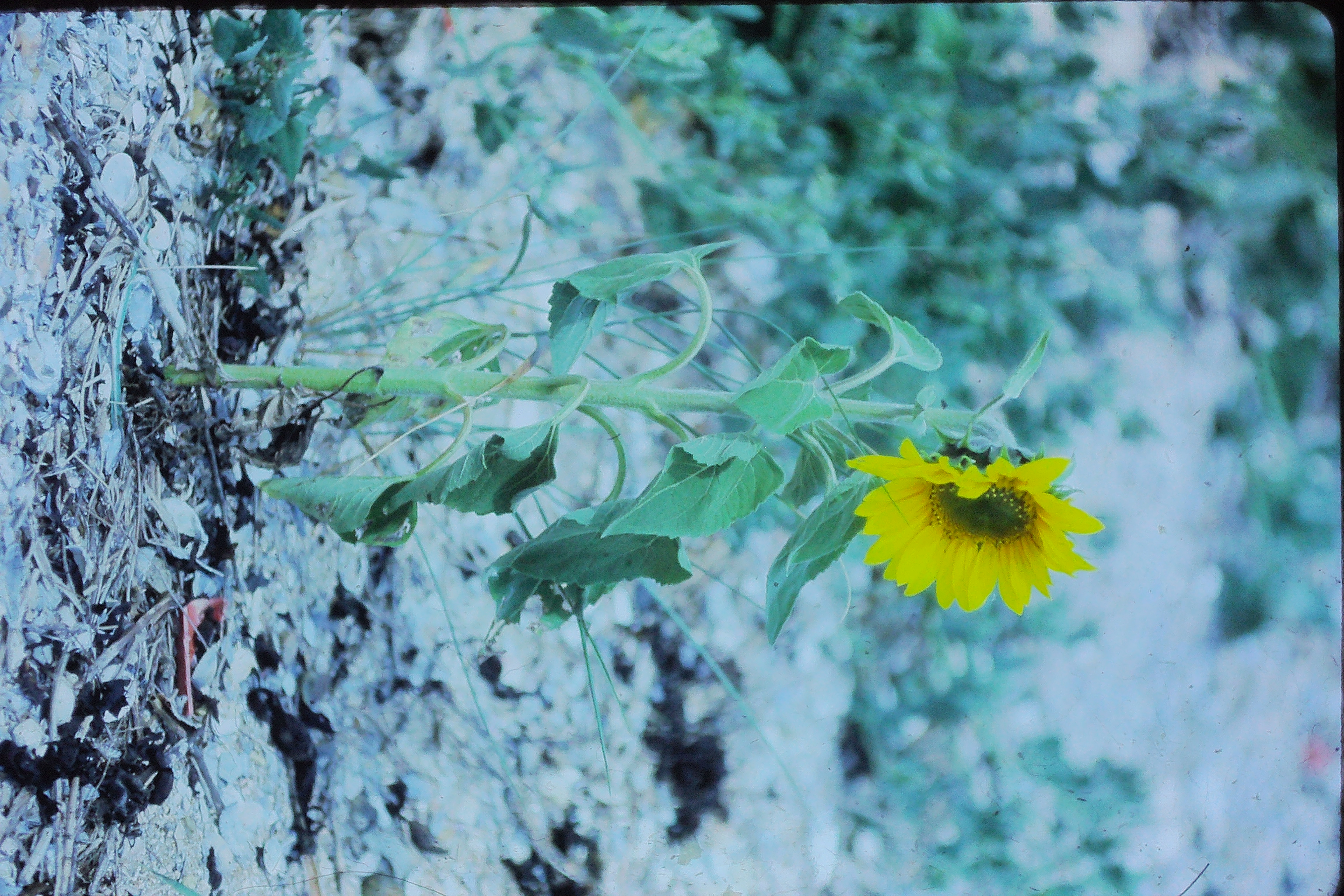 helianthusannuussunflowerPICT02658a