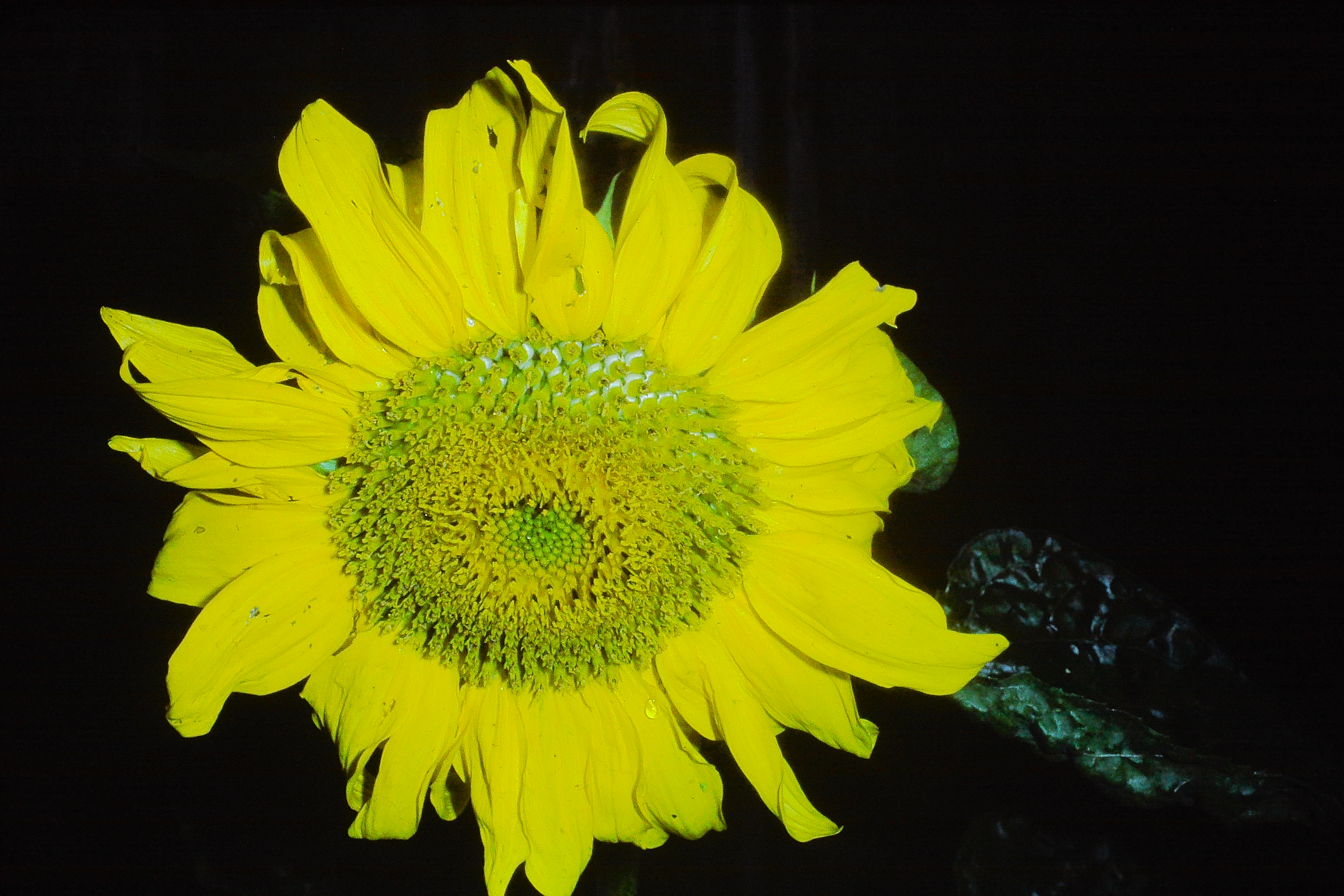 helianthusannuussunflowersep78PICT02666a