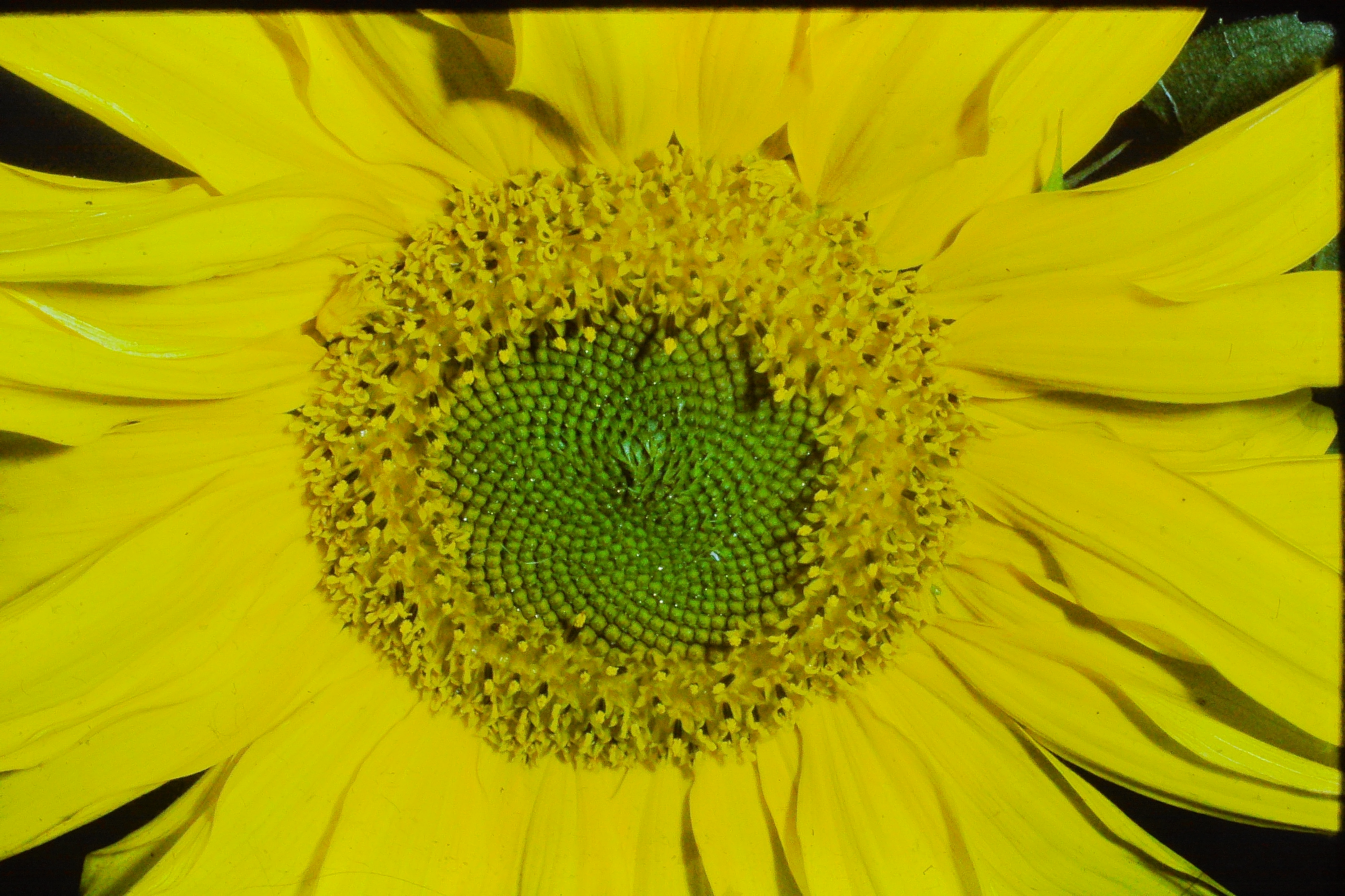 helianthusannuussunflowersep78PICT02667a