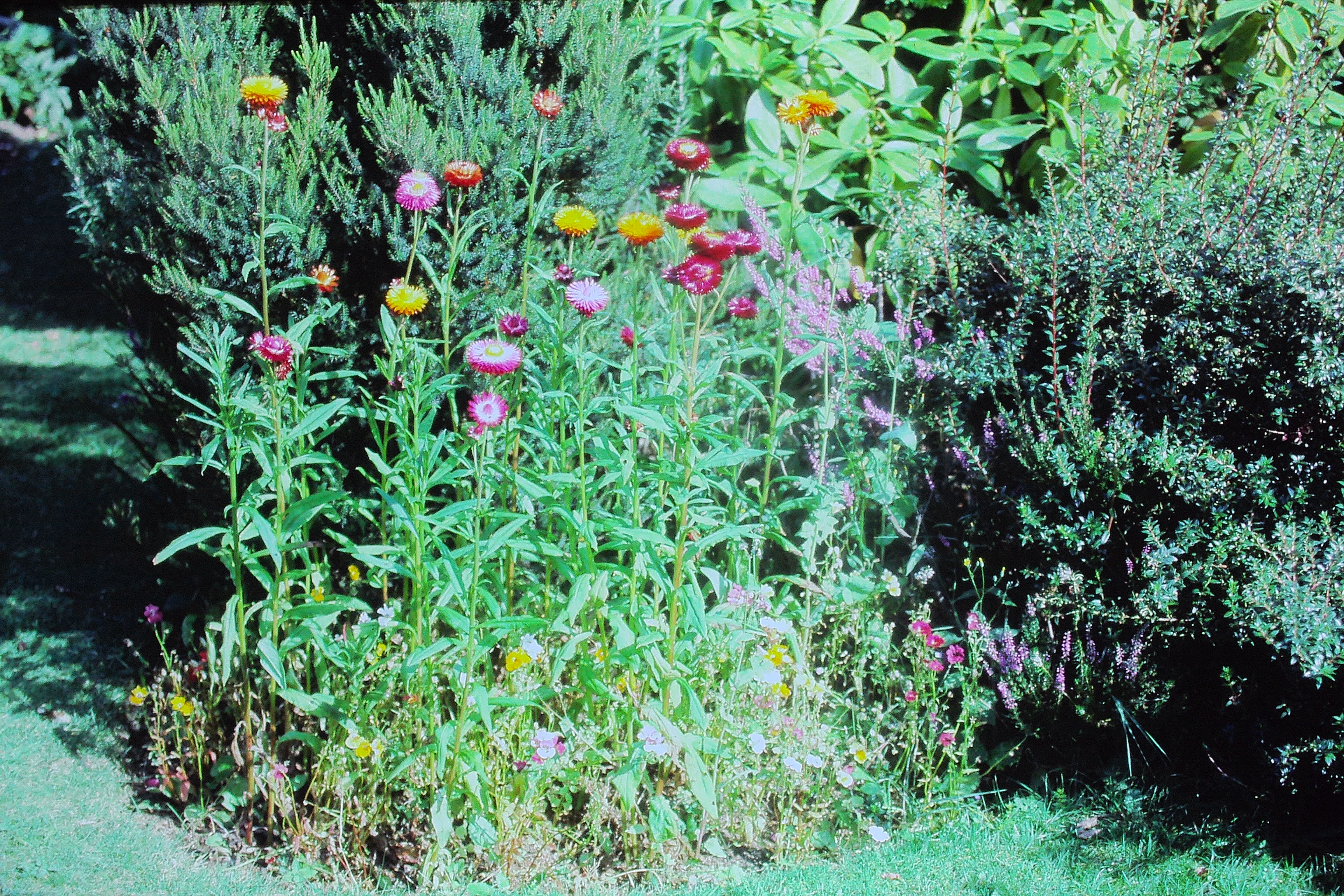 helichrysumbracheatumsep85everlastingflowersPICT02671a