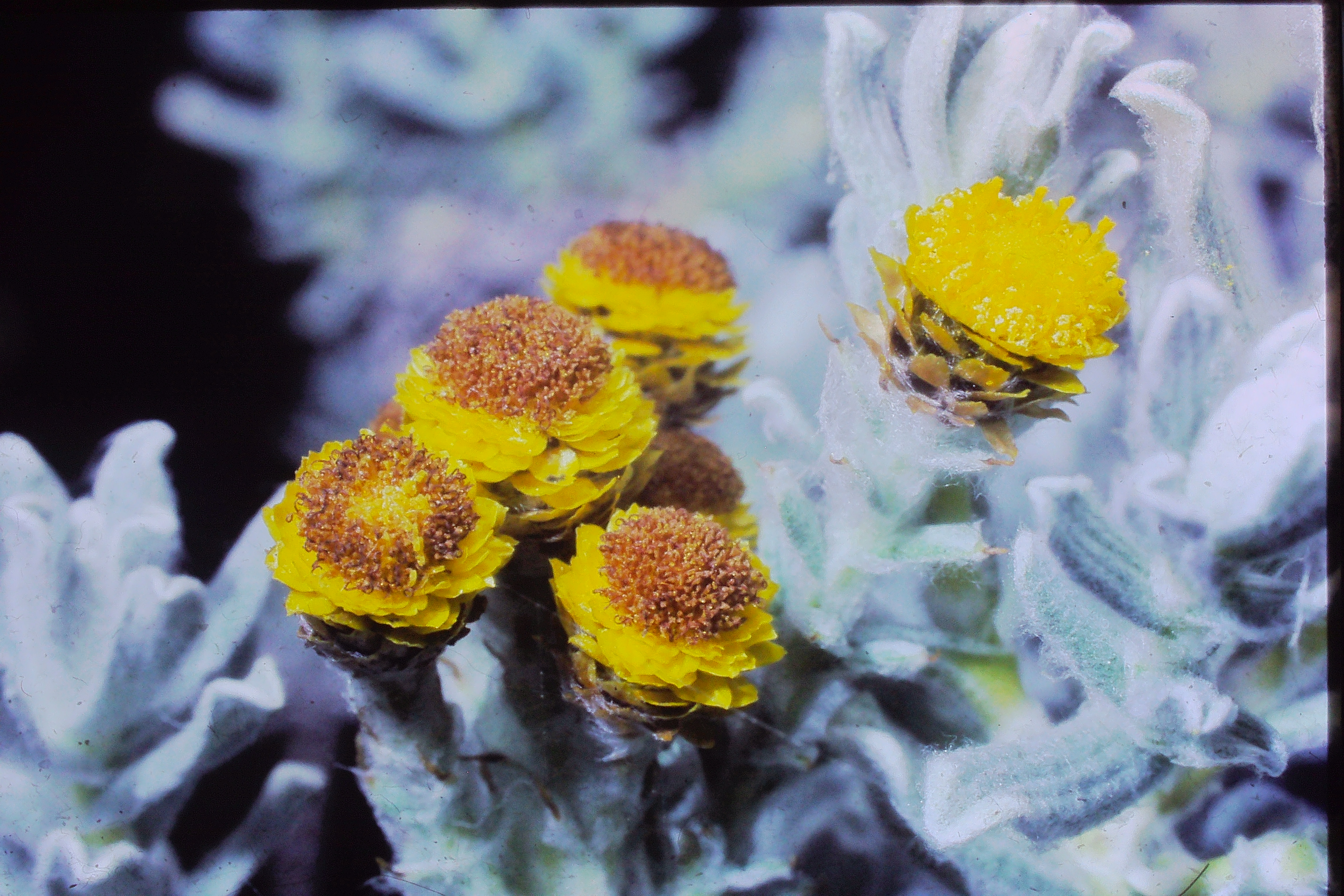 helichrysumsplendansPICT02676a