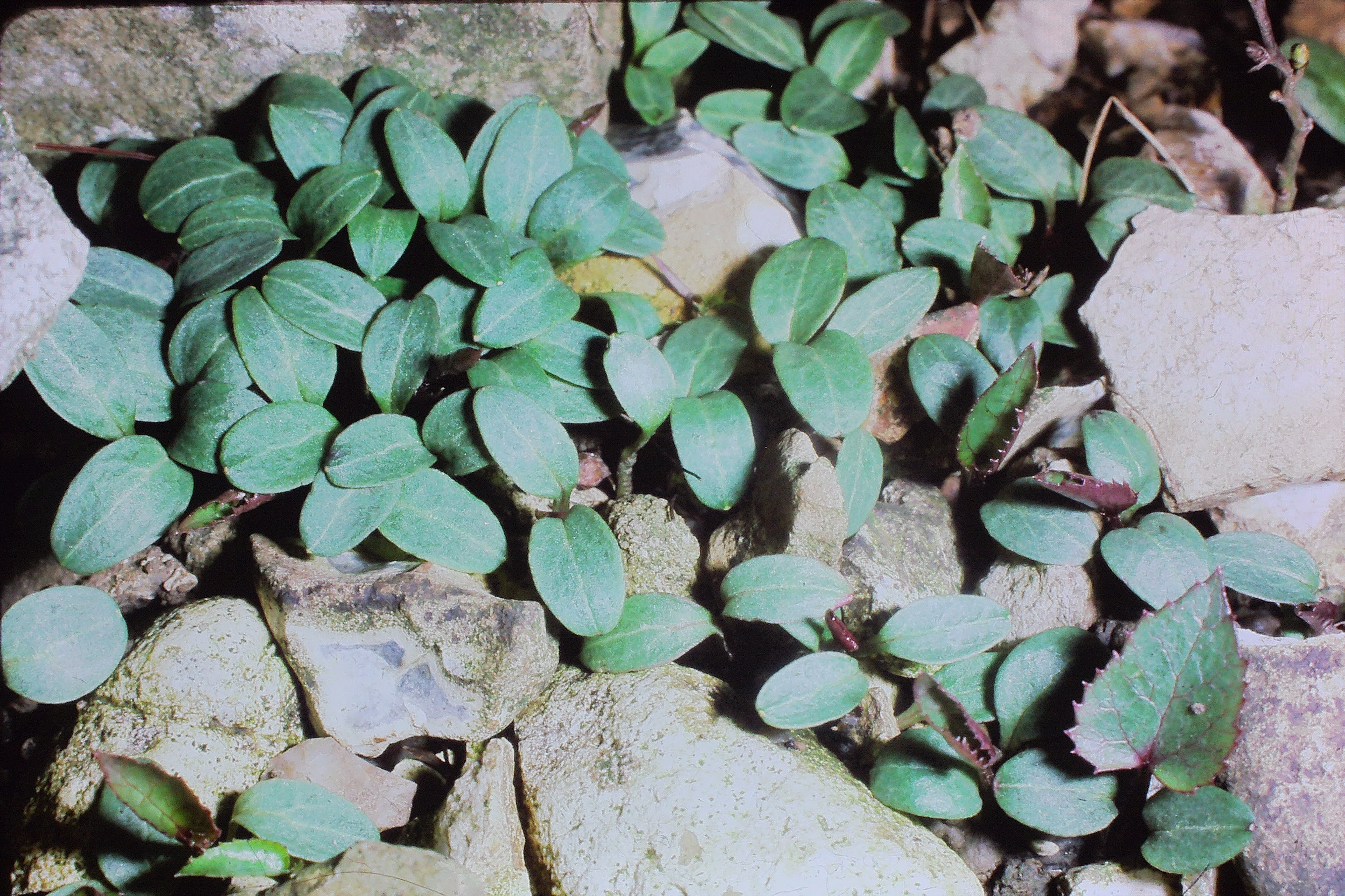 helleboruscorsicusseedlingsPICT02681a