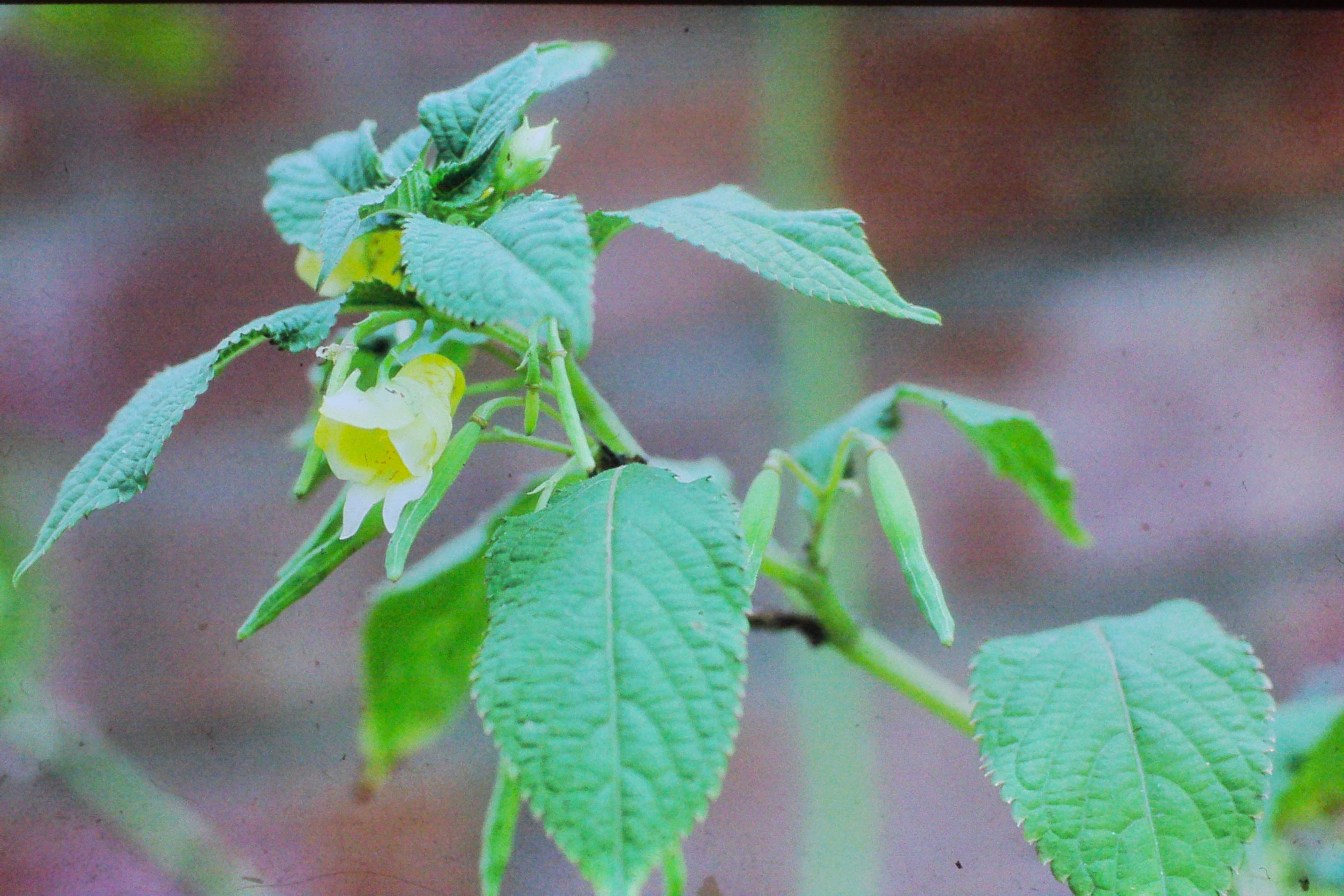 impatienscristataPICT02819a
