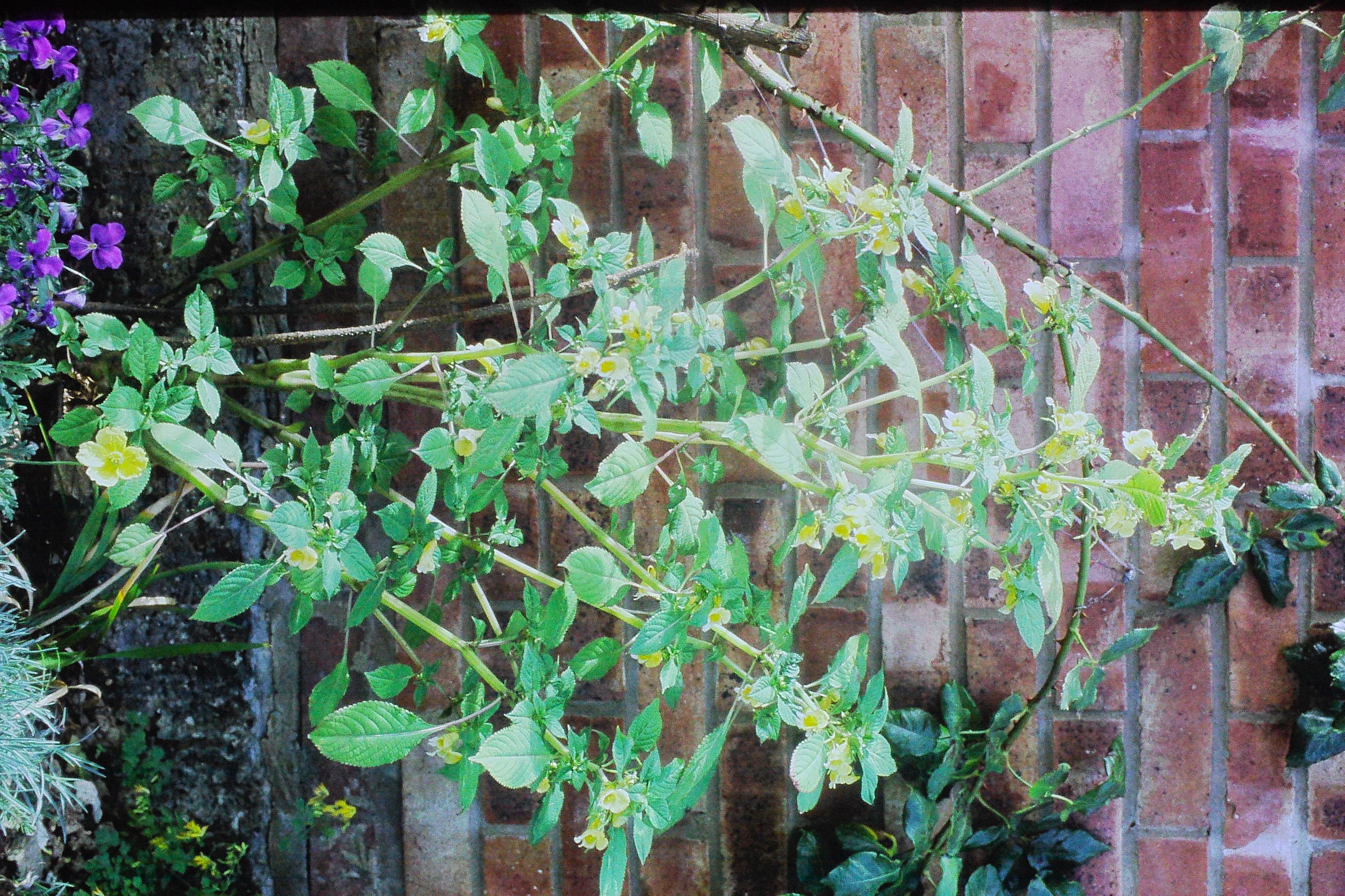 impatienscristataPICT02820a