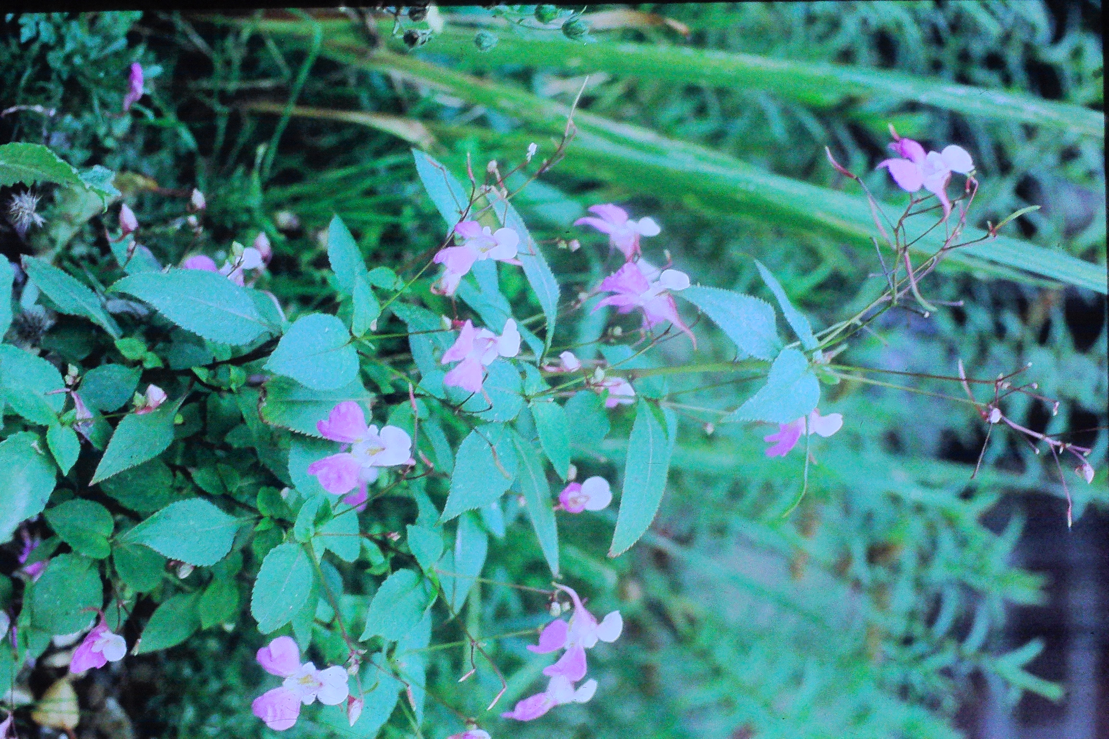 impatiensglanuliferaPICT02824a