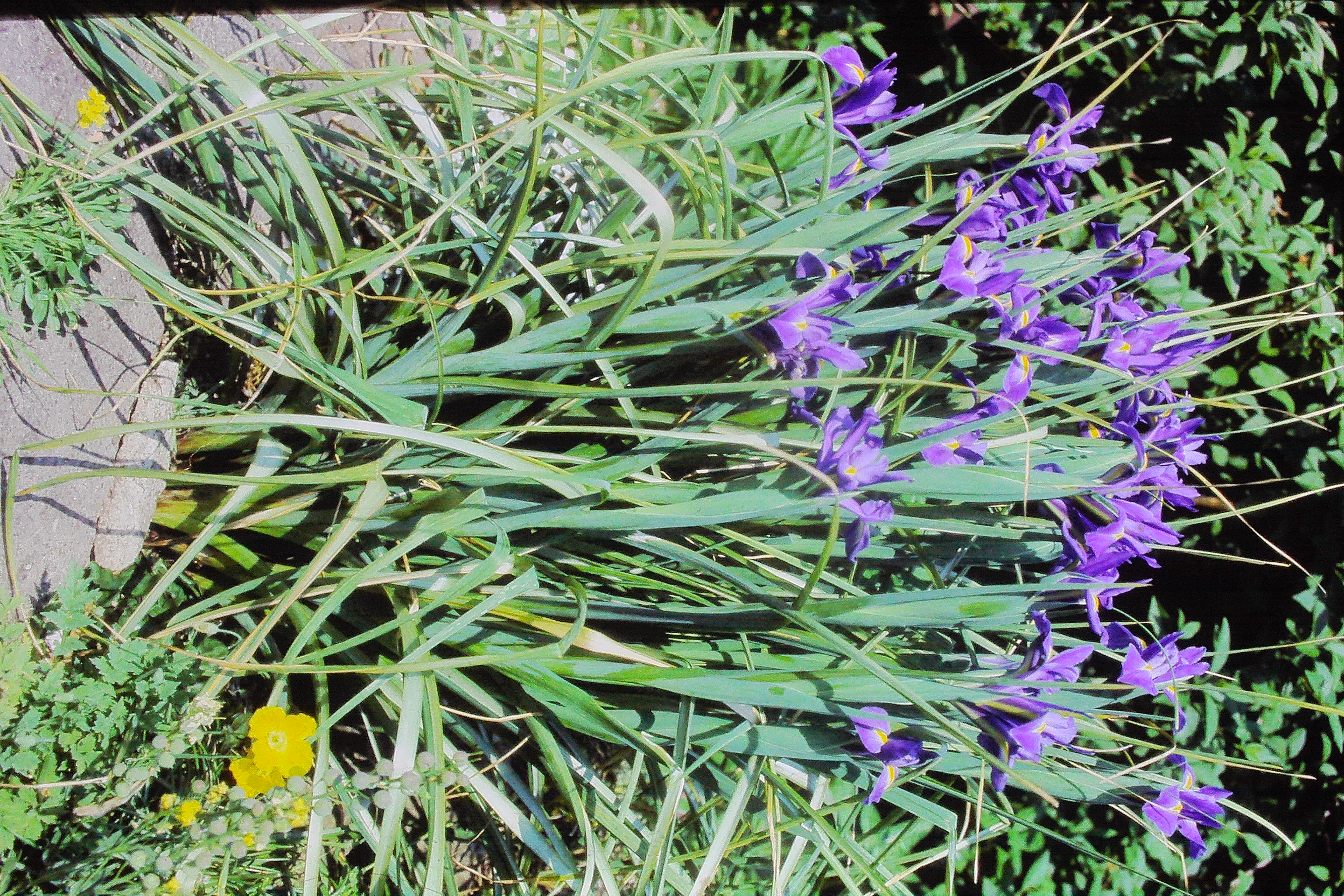 irisdutchirisbluechampionPICT02859a